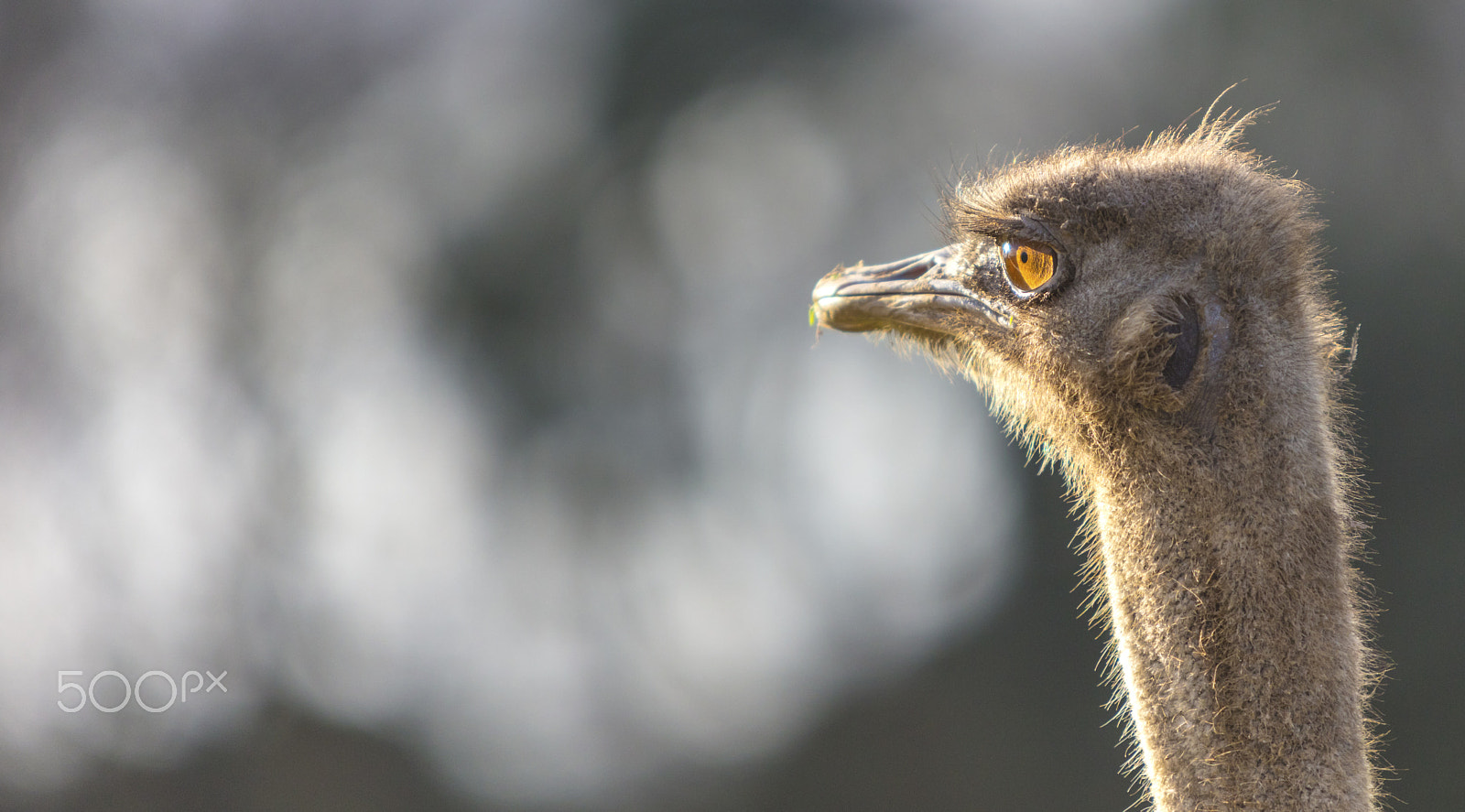 Canon EF 70-200mm F2.8L IS USM sample photo. Ostrich photography