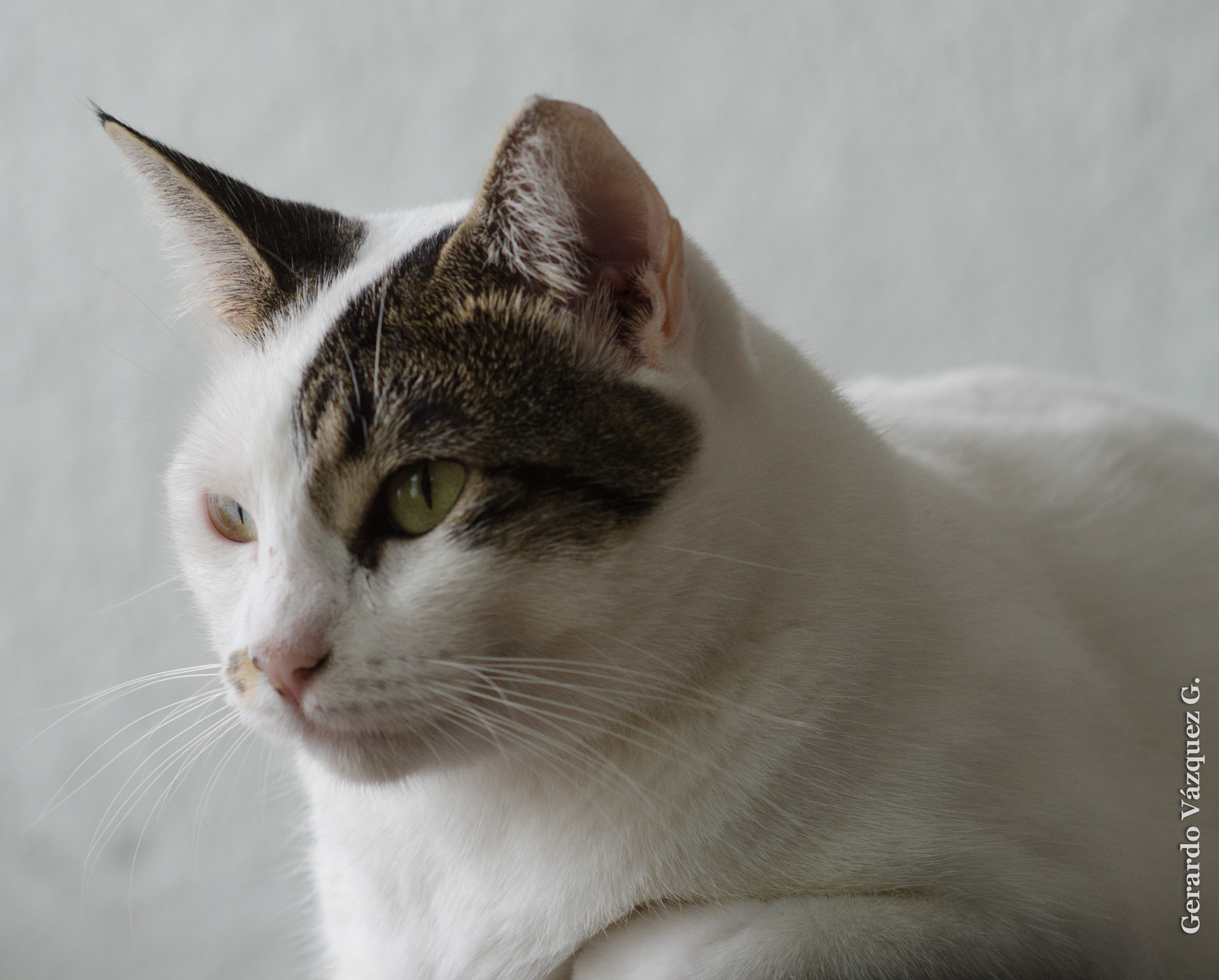 Nikon D7000 + Sigma 85mm F1.4 EX DG HSM sample photo. Gvg photography