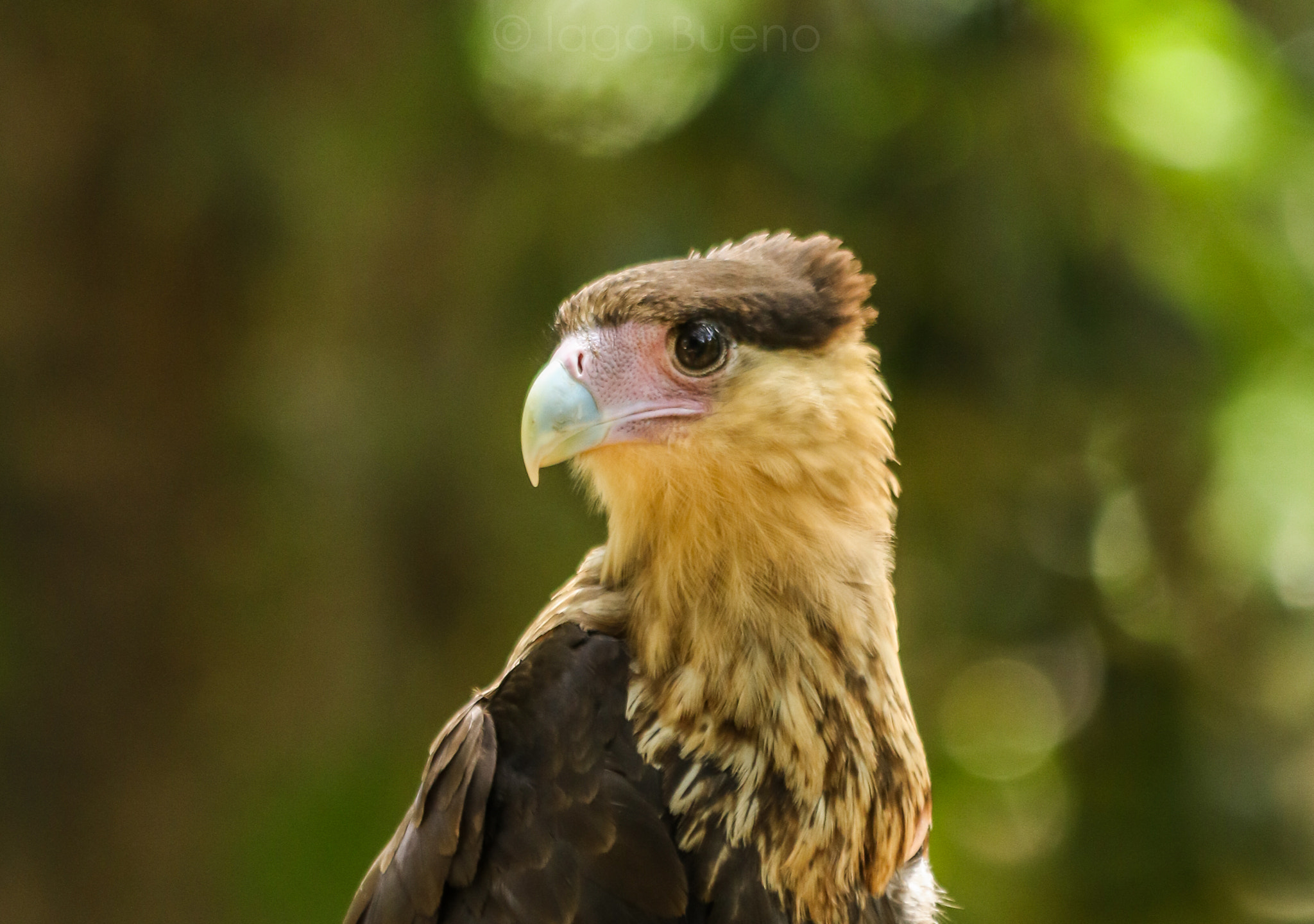 Canon EF 70-300mm F4-5.6 IS USM sample photo. Southern caracara (caracara plancus) photography