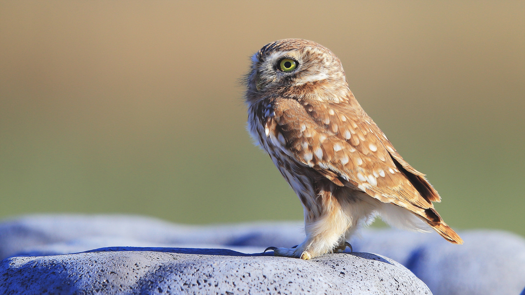 Canon EF 400mm F2.8L IS II USM sample photo. Little owl photography