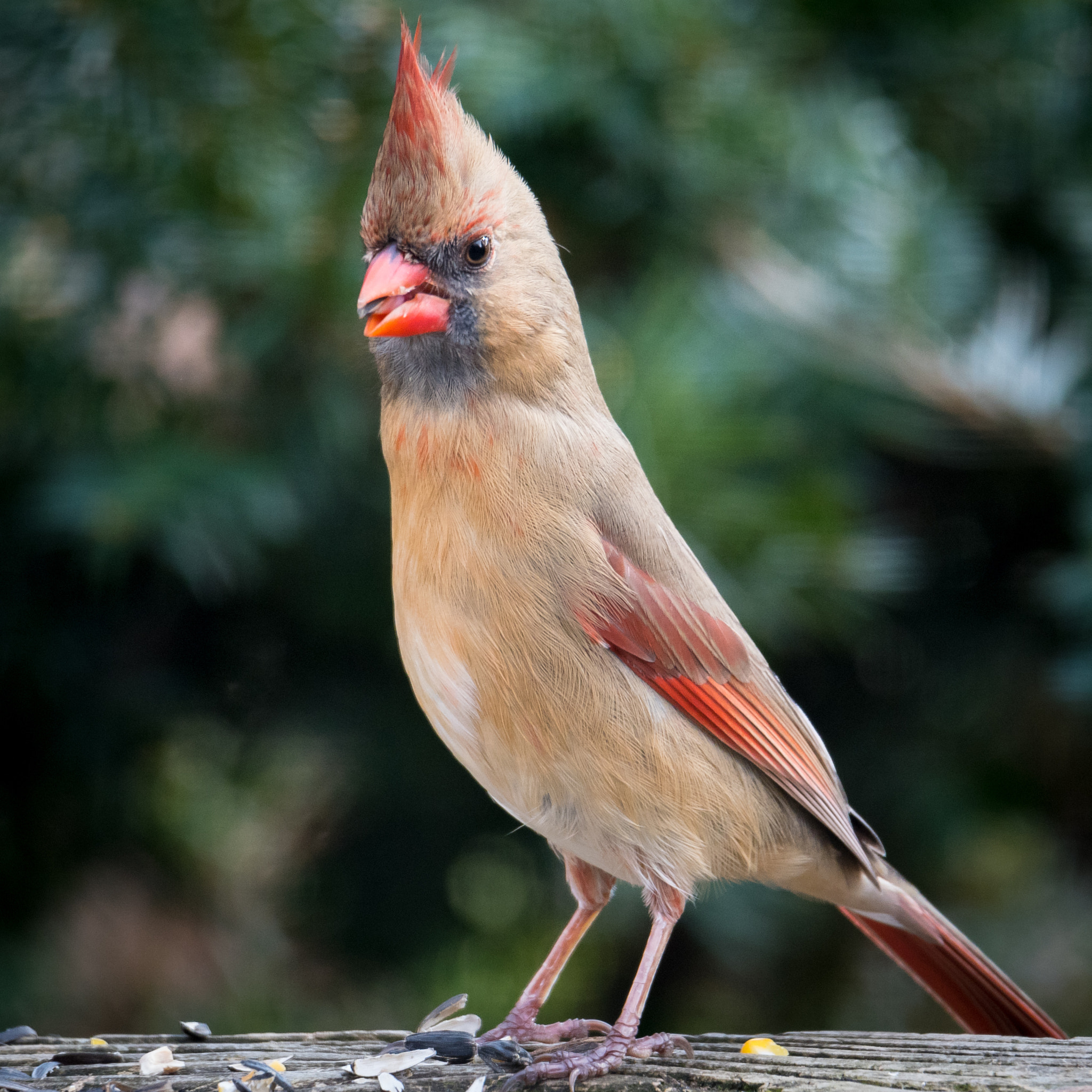Nikon D500 + Sigma 50mm F2.8 EX DG Macro sample photo. Northern  cardinal photography