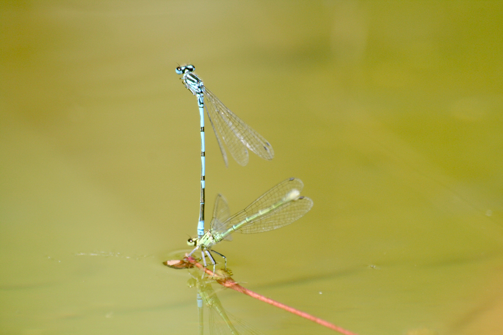 Sigma 70-300mm F4-5.6 APO DG Macro sample photo. Img photography