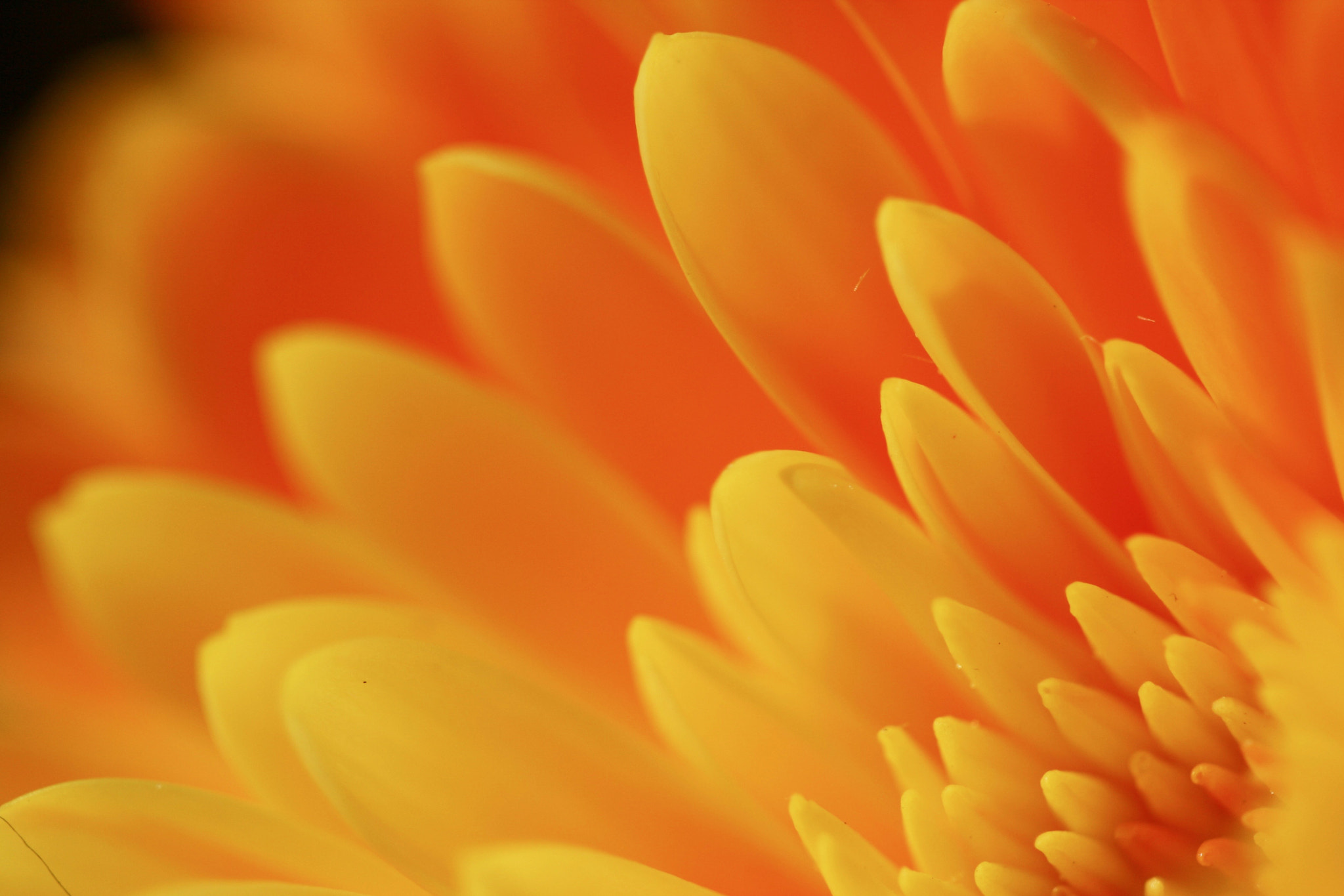 Canon EF 100mm F2.8 Macro USM sample photo
