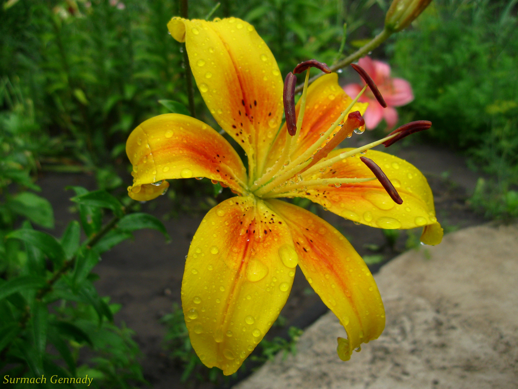 Canon PowerShot A580 sample photo. Лилия photography