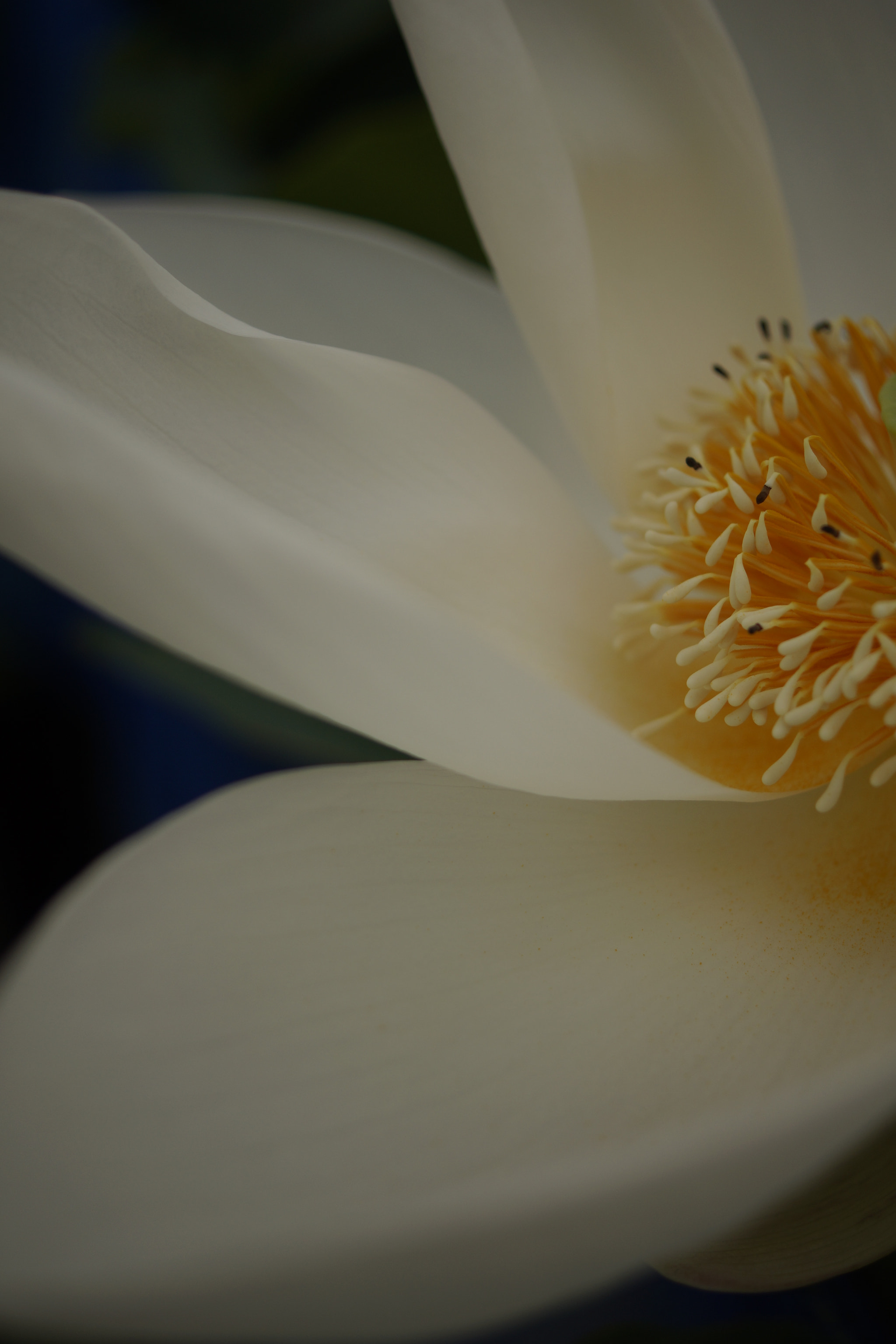 Sony DT 30mm F2.8 Macro SAM sample photo. Dsc photography