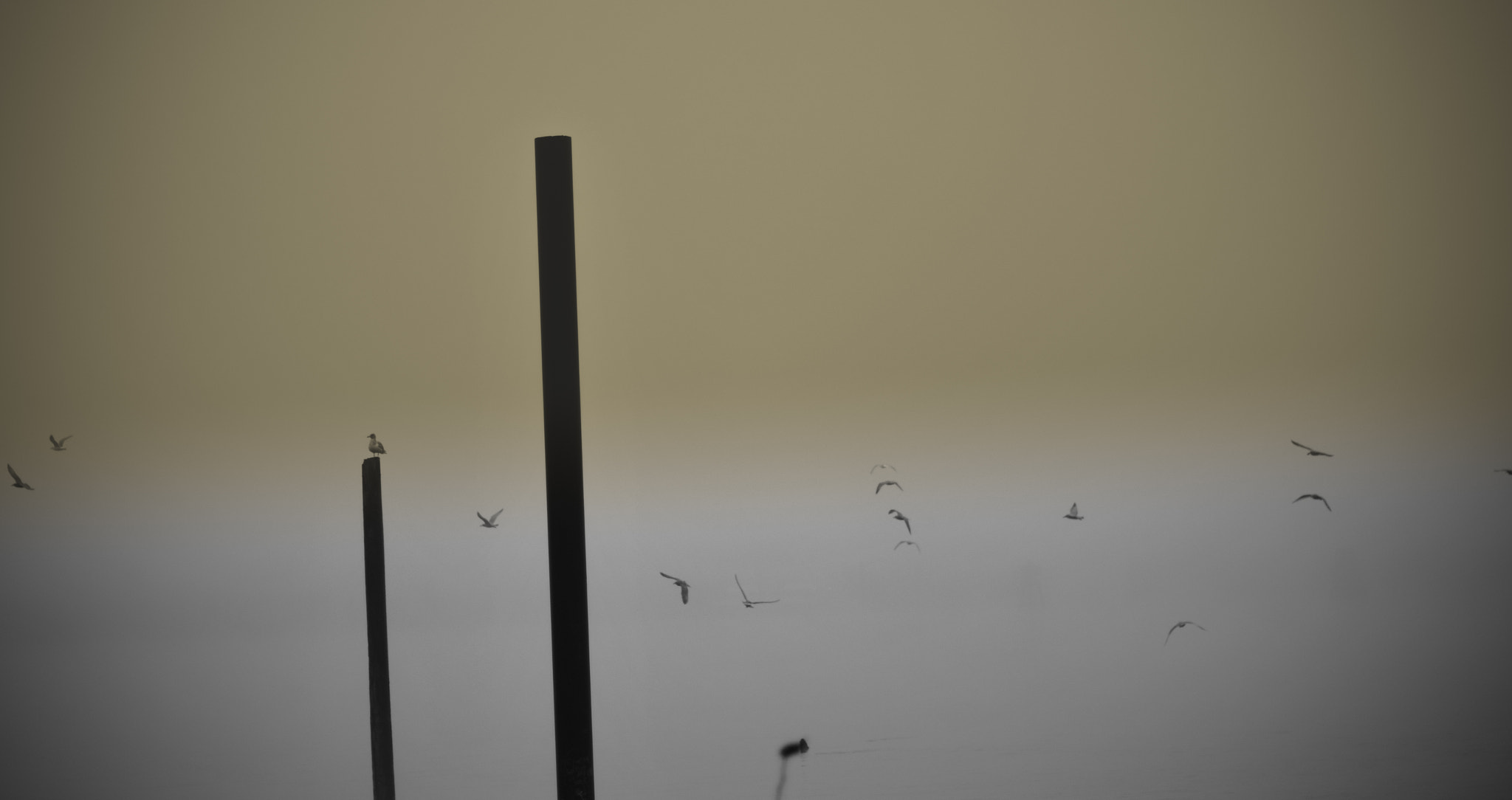 Nikon D500 + Nikon AF-S Nikkor 50mm F1.4G sample photo. Birds in flight photography