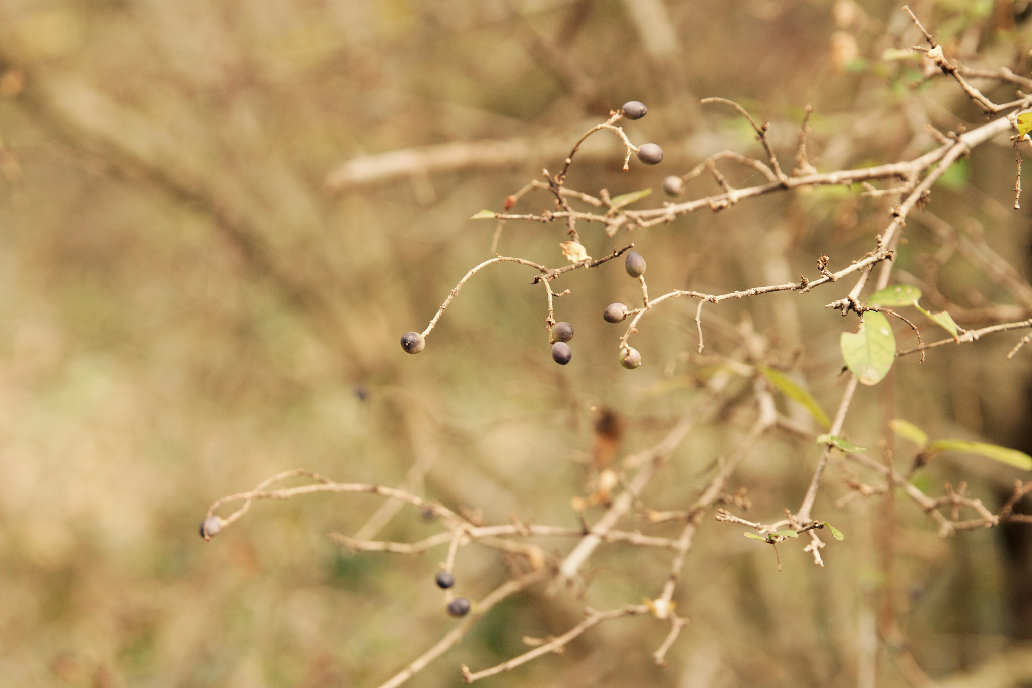 Canon EOS 100D (EOS Rebel SL1 / EOS Kiss X7) sample photo. Shizuka photography
