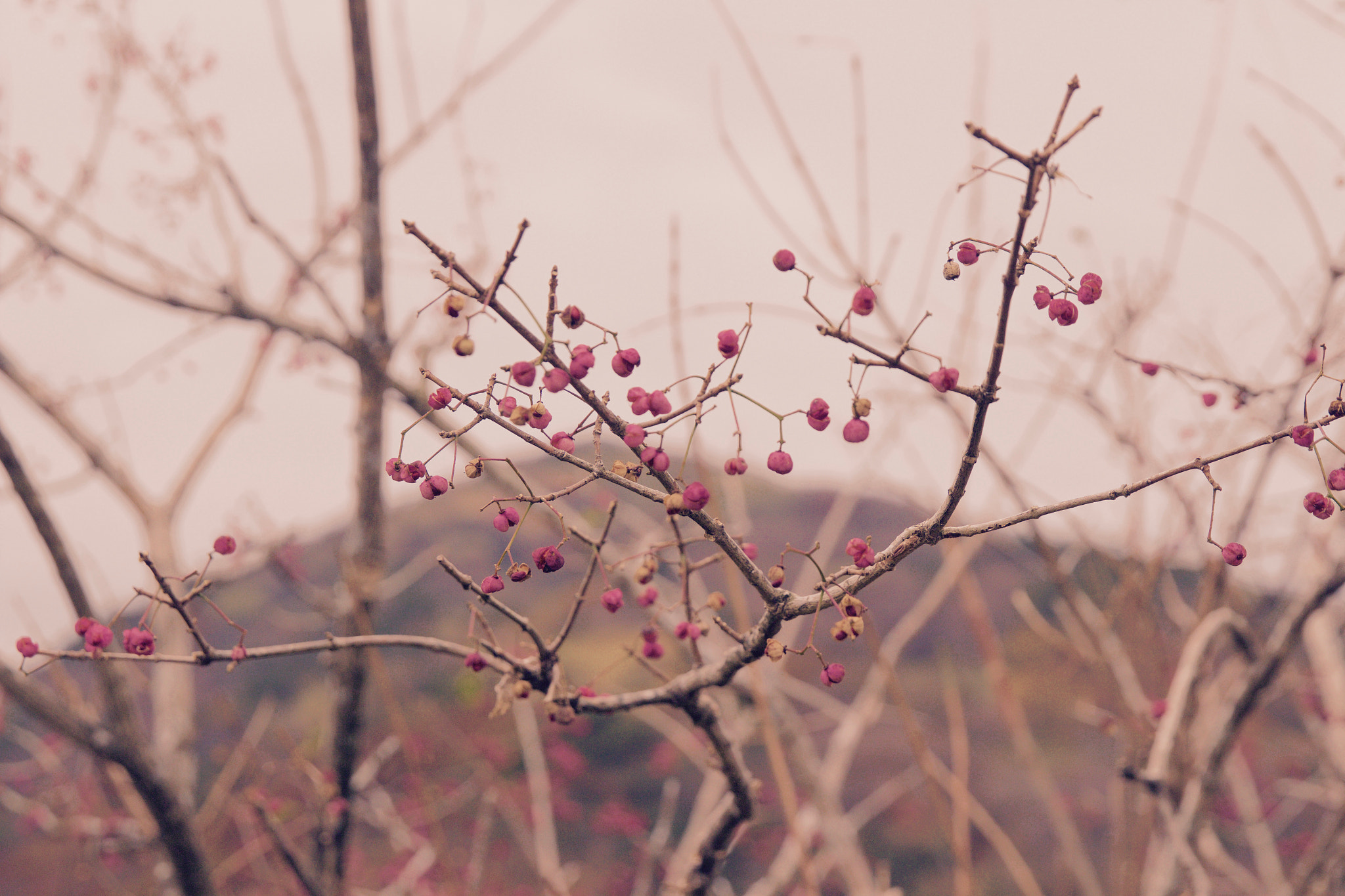 Canon EOS 100D (EOS Rebel SL1 / EOS Kiss X7) sample photo. Setsunasa photography