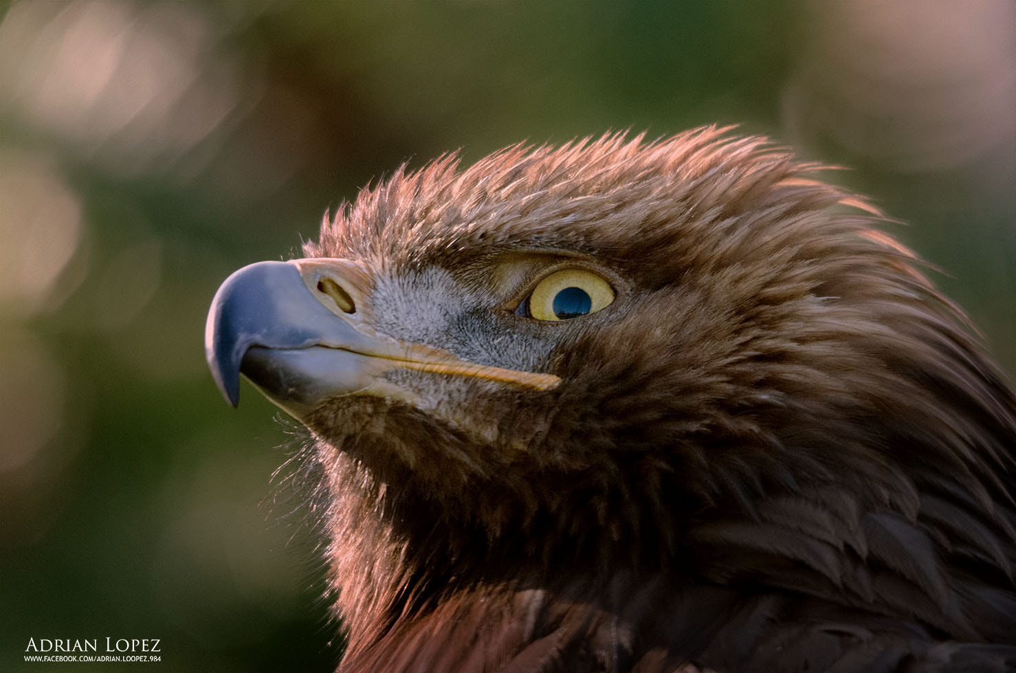 Sigma 150-500mm F5-6.3 DG OS HSM sample photo. Aguila  photography
