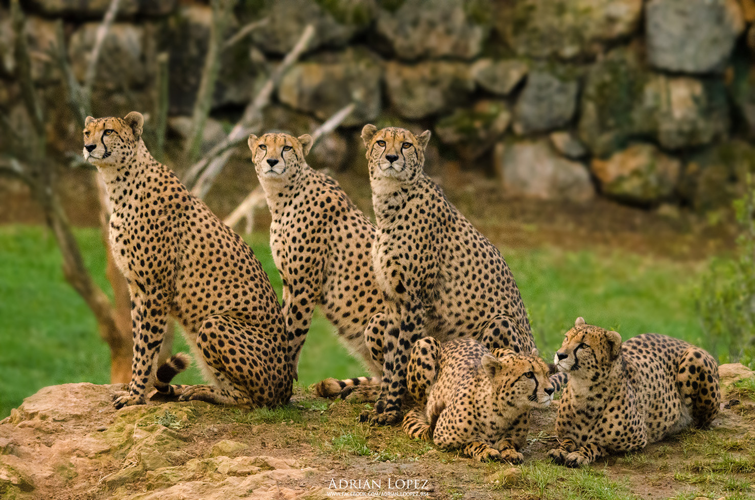 Sigma 150-500mm F5-6.3 DG OS HSM sample photo. Five brothers photography