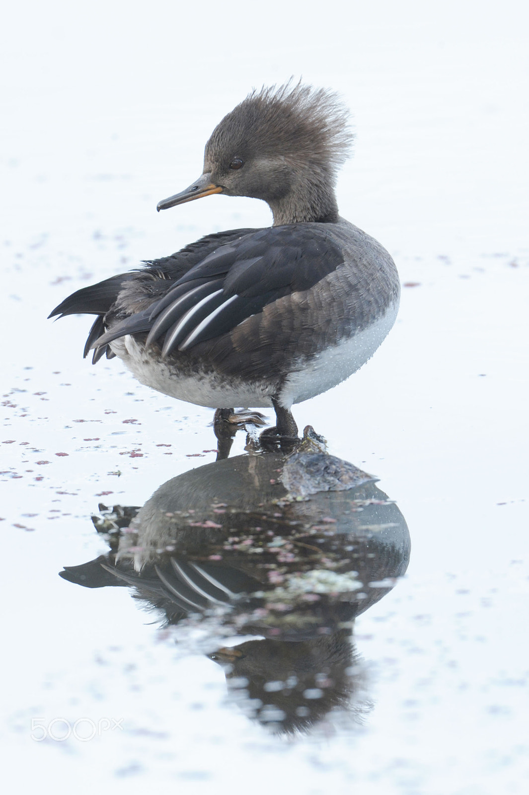 Nikon AF-S Nikkor 400mm F2.8G ED VR II sample photo. Hoodie photography