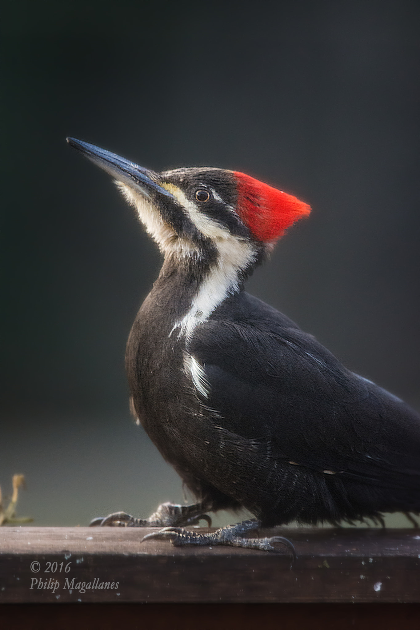 Nikon Nikkor AF-S 300mm F4E PF ED VR sample photo. Pileated woodpecker female on deck photography