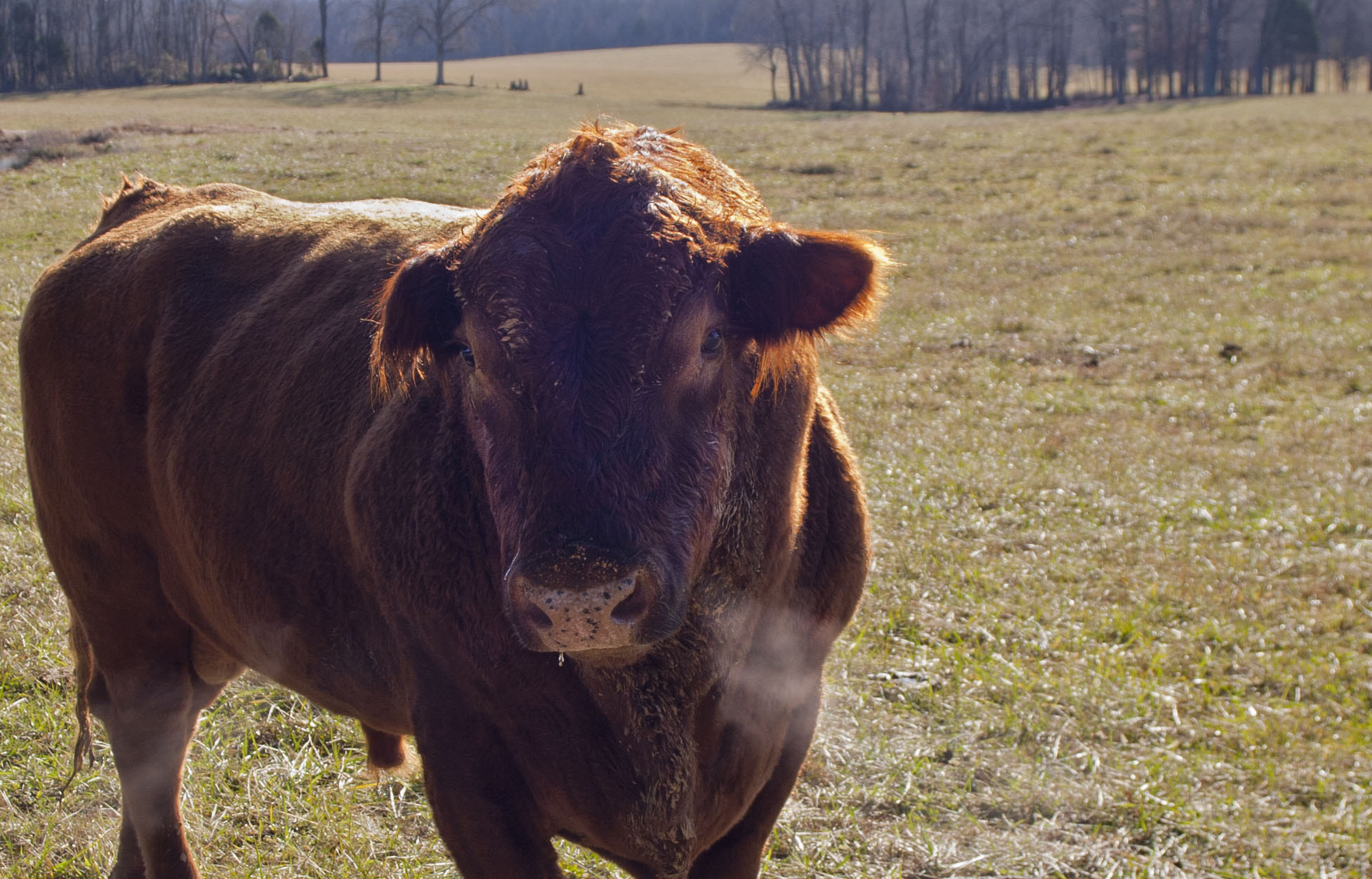 Canon EOS 5D + Tamron AF 19-35mm f/3.5-4.5 sample photo. I can see your breath mr. bull photography