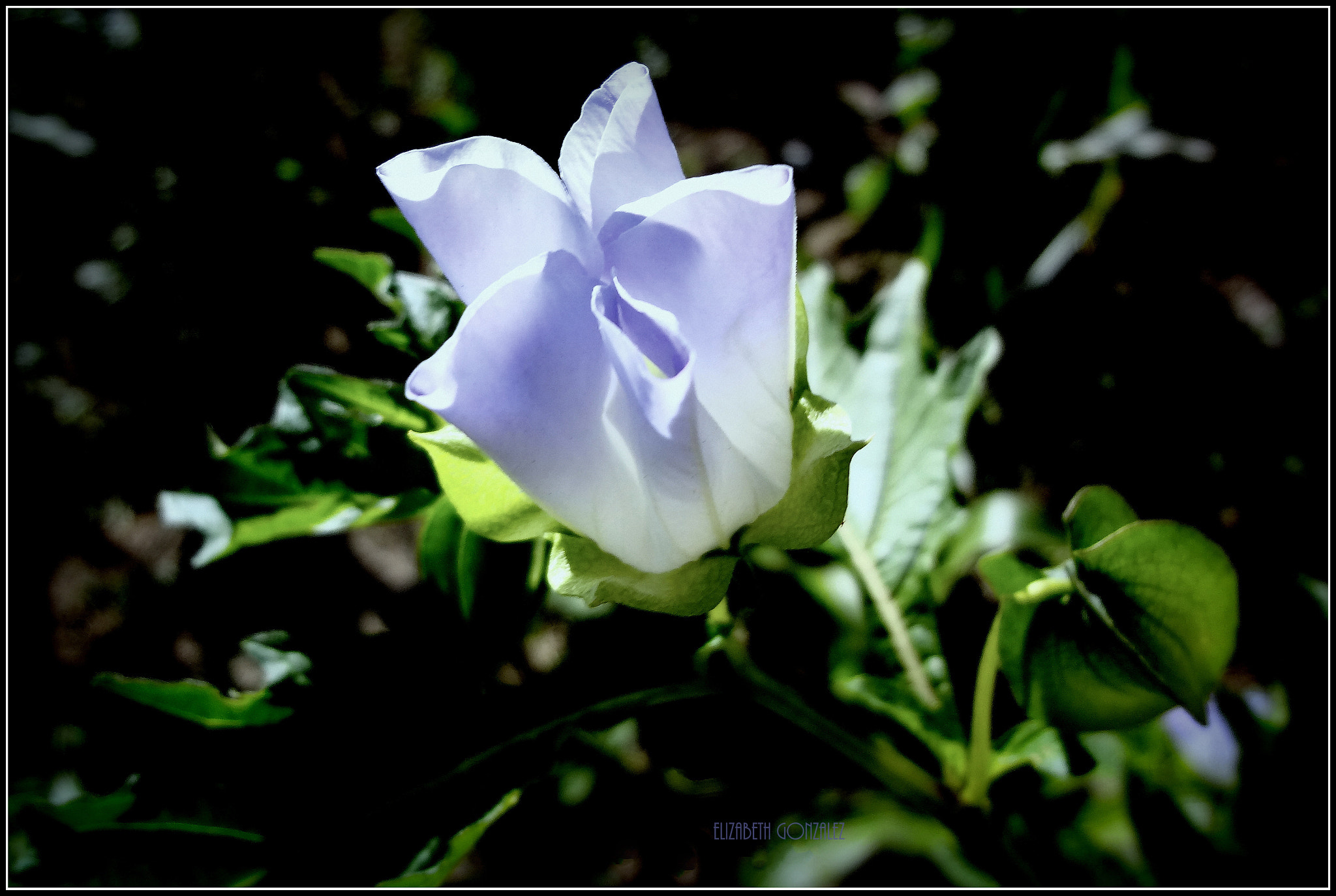 Sony DSC-WX70 sample photo. Algún violeta. photography