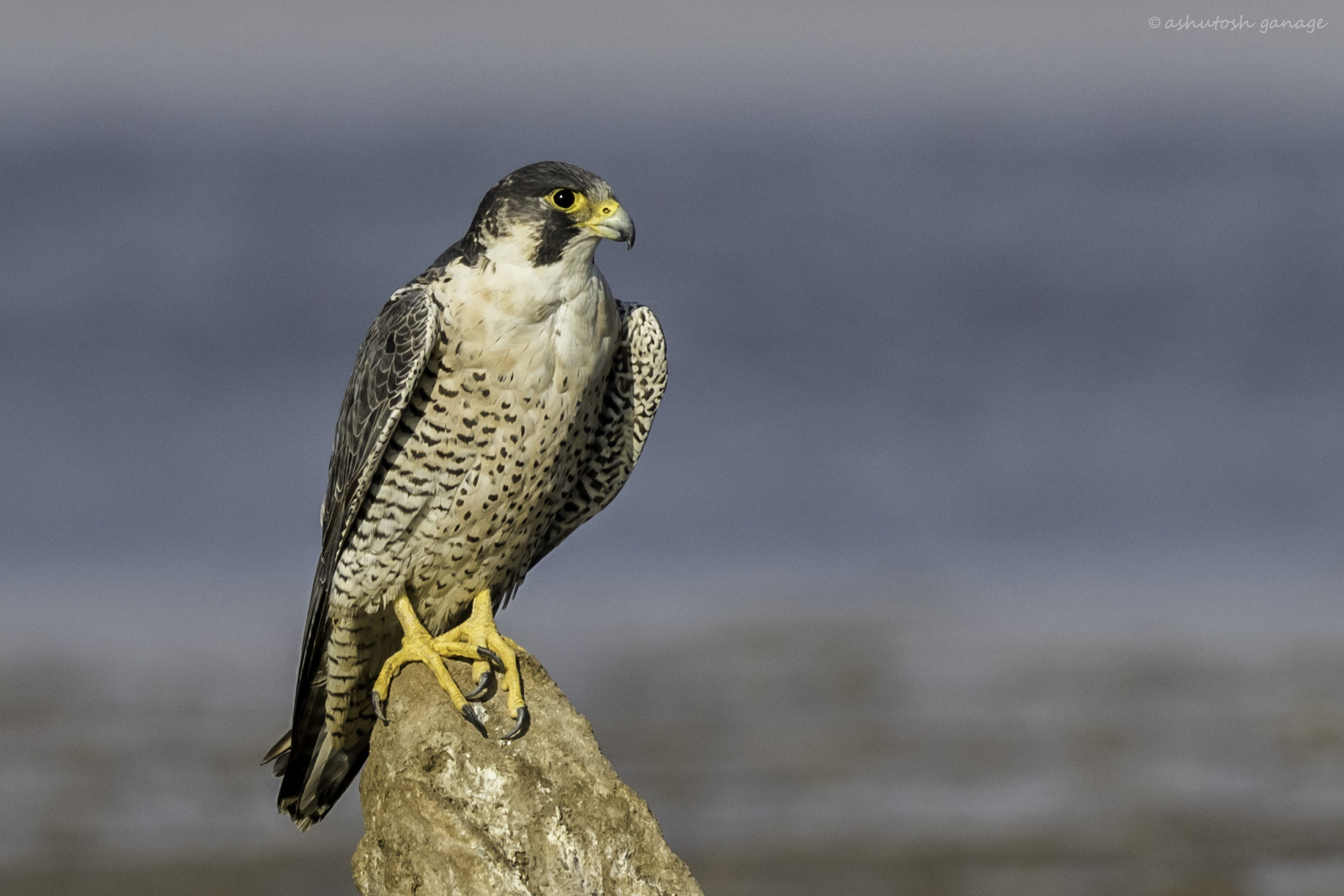 Canon EF 500mm F4L IS II USM sample photo. Peregrine falcon photography