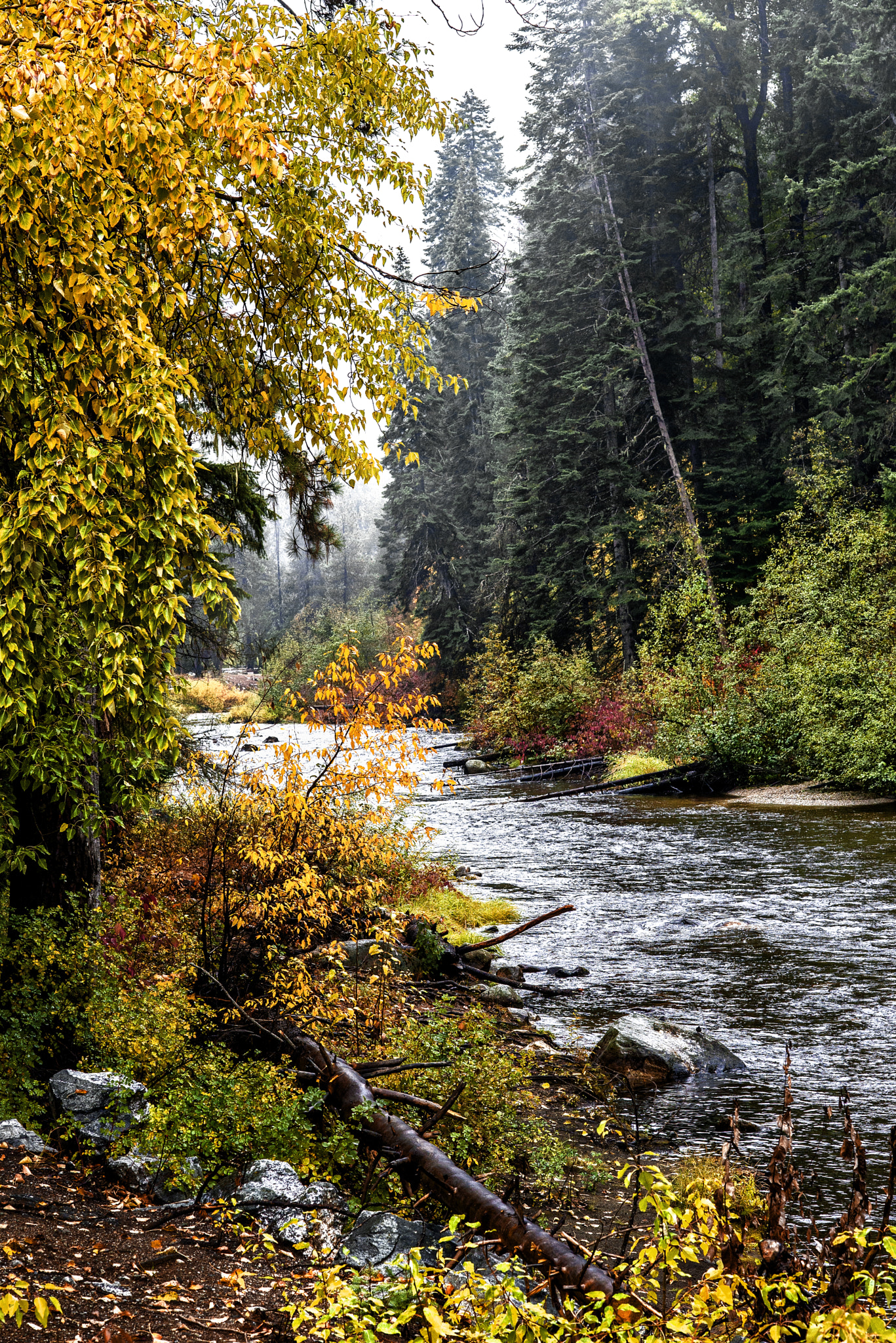 Nikon D600 + Nikon AF Nikkor 85mm F1.8D sample photo. Nason creek photography