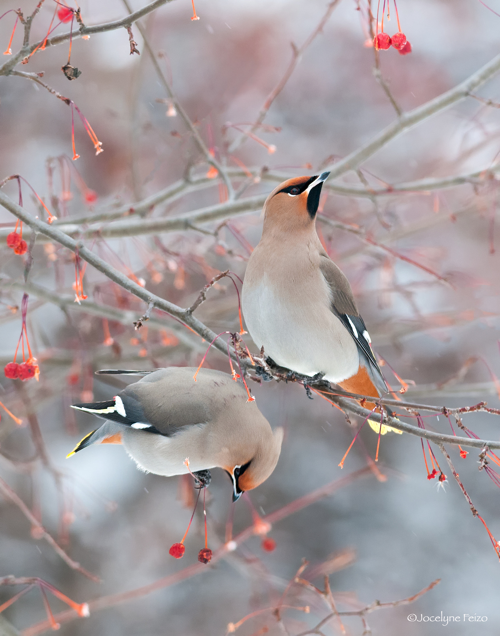 Nikon AF-S Nikkor 300mm F4D ED-IF sample photo. Bohemian waxwings photography
