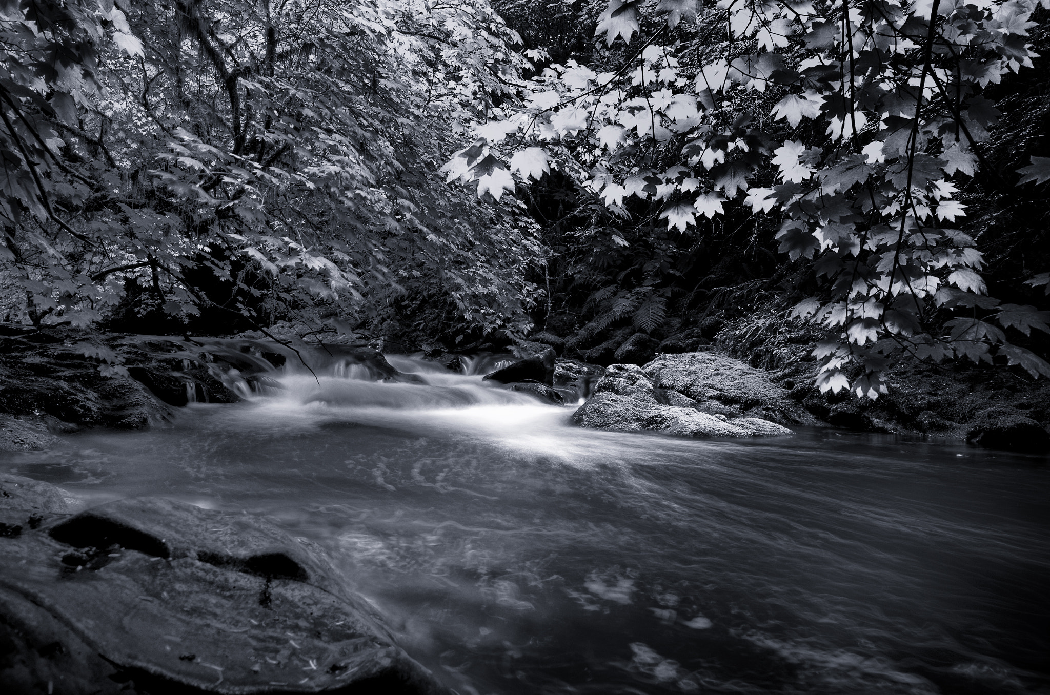 Sigma 10-20mm F3.5 EX DC HSM sample photo. Coast range stream photography