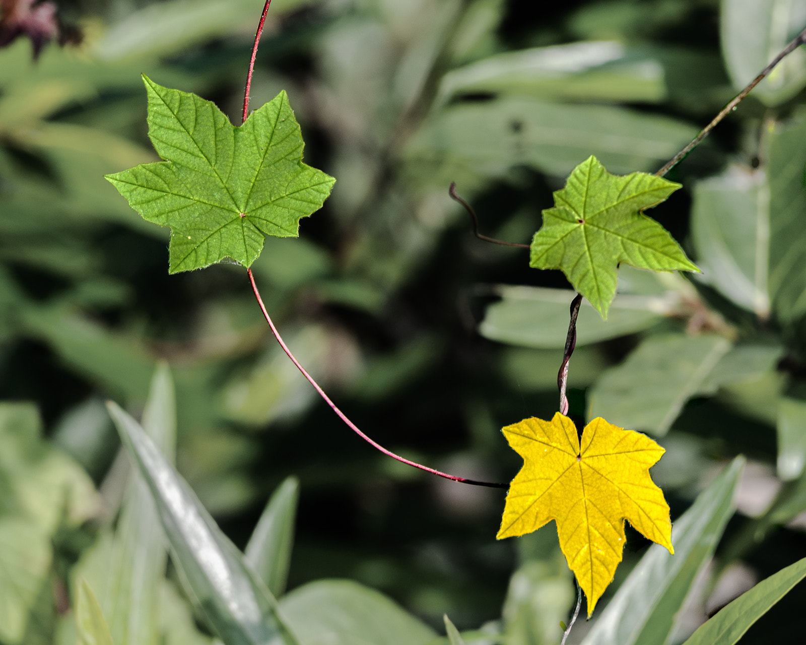 Nikon D40X sample photo. Yellow leaf photography