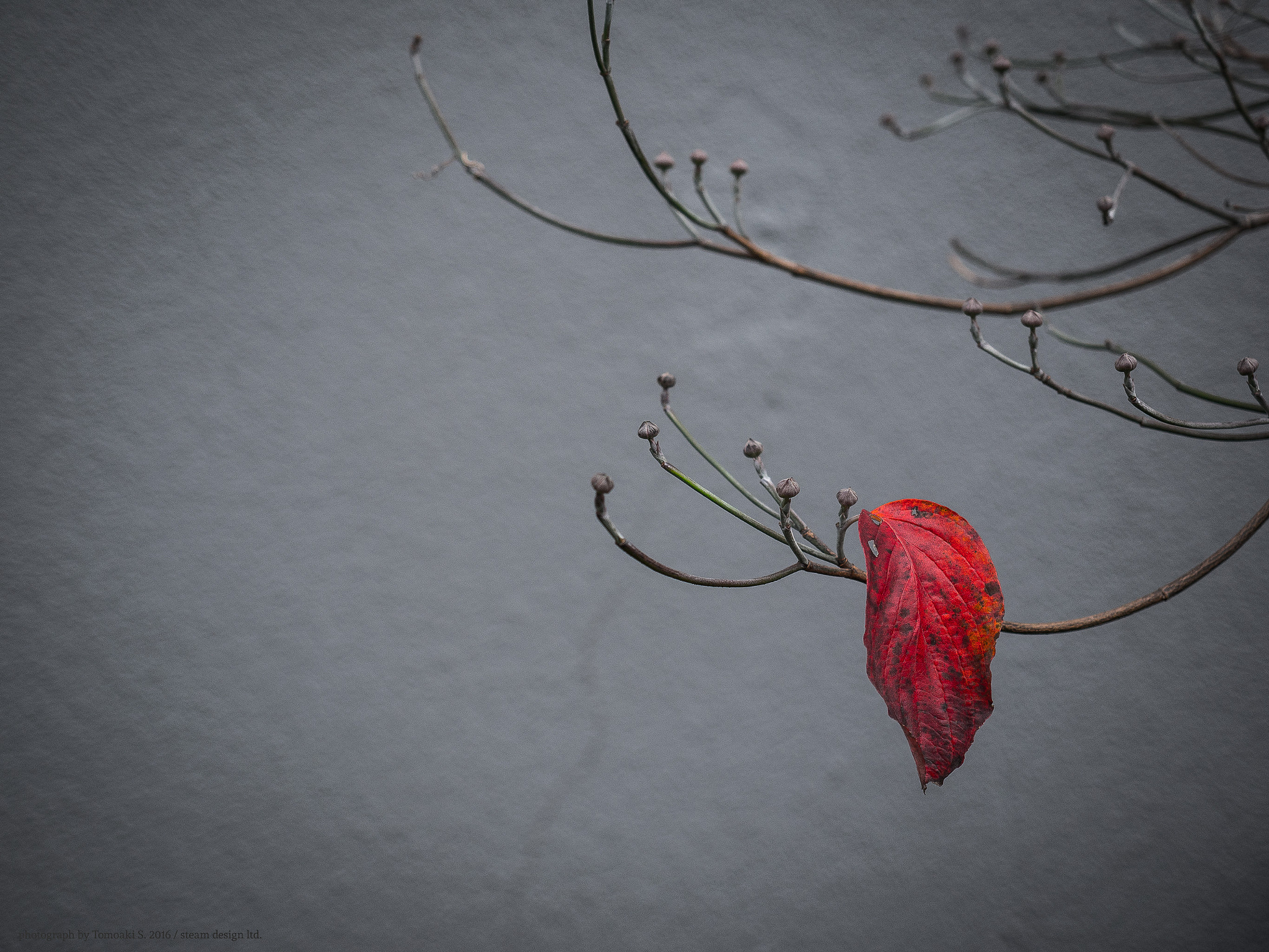 Panasonic DMC-G8 + Olympus M.Zuiko Digital ED 12-40mm F2.8 Pro sample photo. Red leaf photography