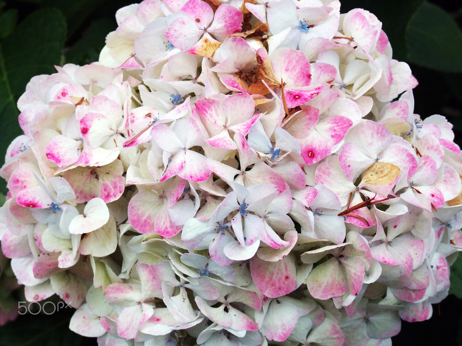 Fujifilm FinePix S9000 sample photo. Candy-color hydrangea photography