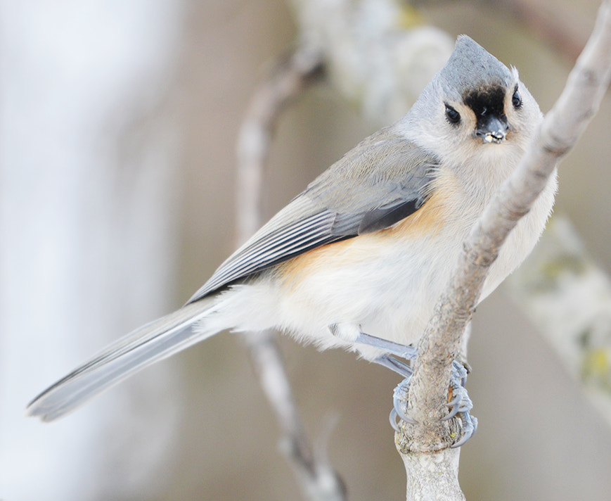 Nikon AF-S Nikkor 200-500mm F5.6E ED VR sample photo. Tufted titmouse photography