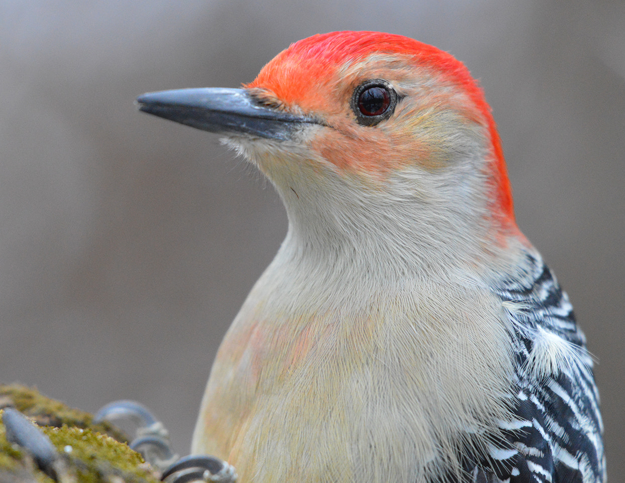 Nikon AF-S Nikkor 200-500mm F5.6E ED VR sample photo. Red-bellied woodpecker photography