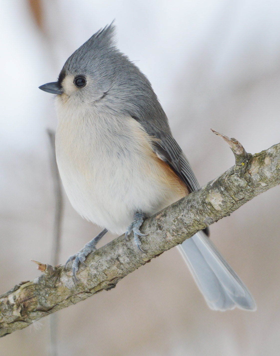 Nikon AF-S Nikkor 200-500mm F5.6E ED VR sample photo. Tufted titmouse photography