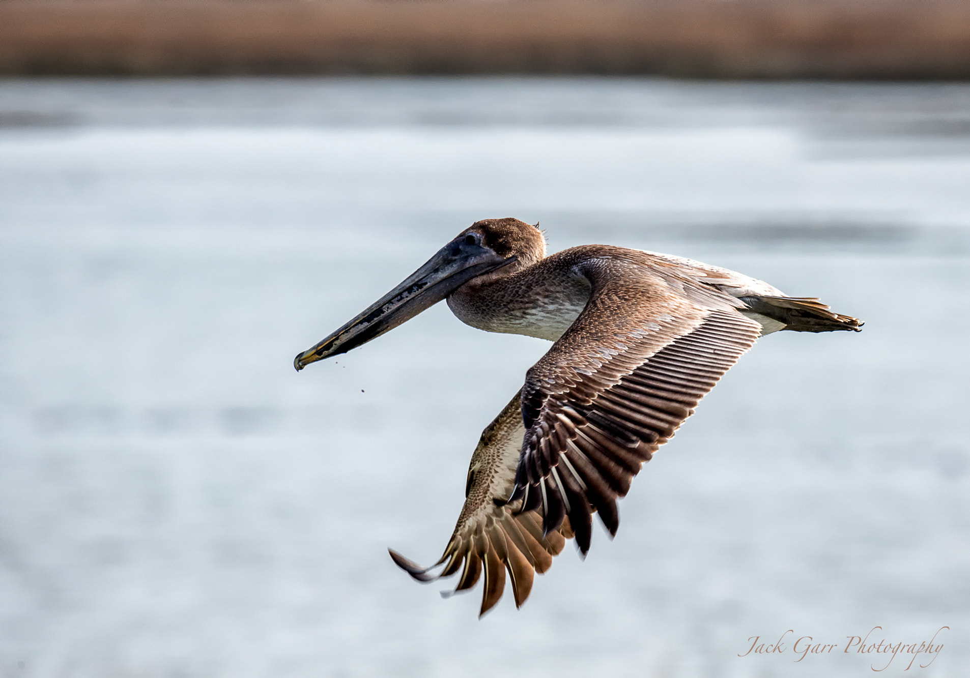 Canon EOS 5DS + 150-600mm F5-6.3 DG OS HSM | Sports 014 sample photo. Juvenile brown pelican in flight photography