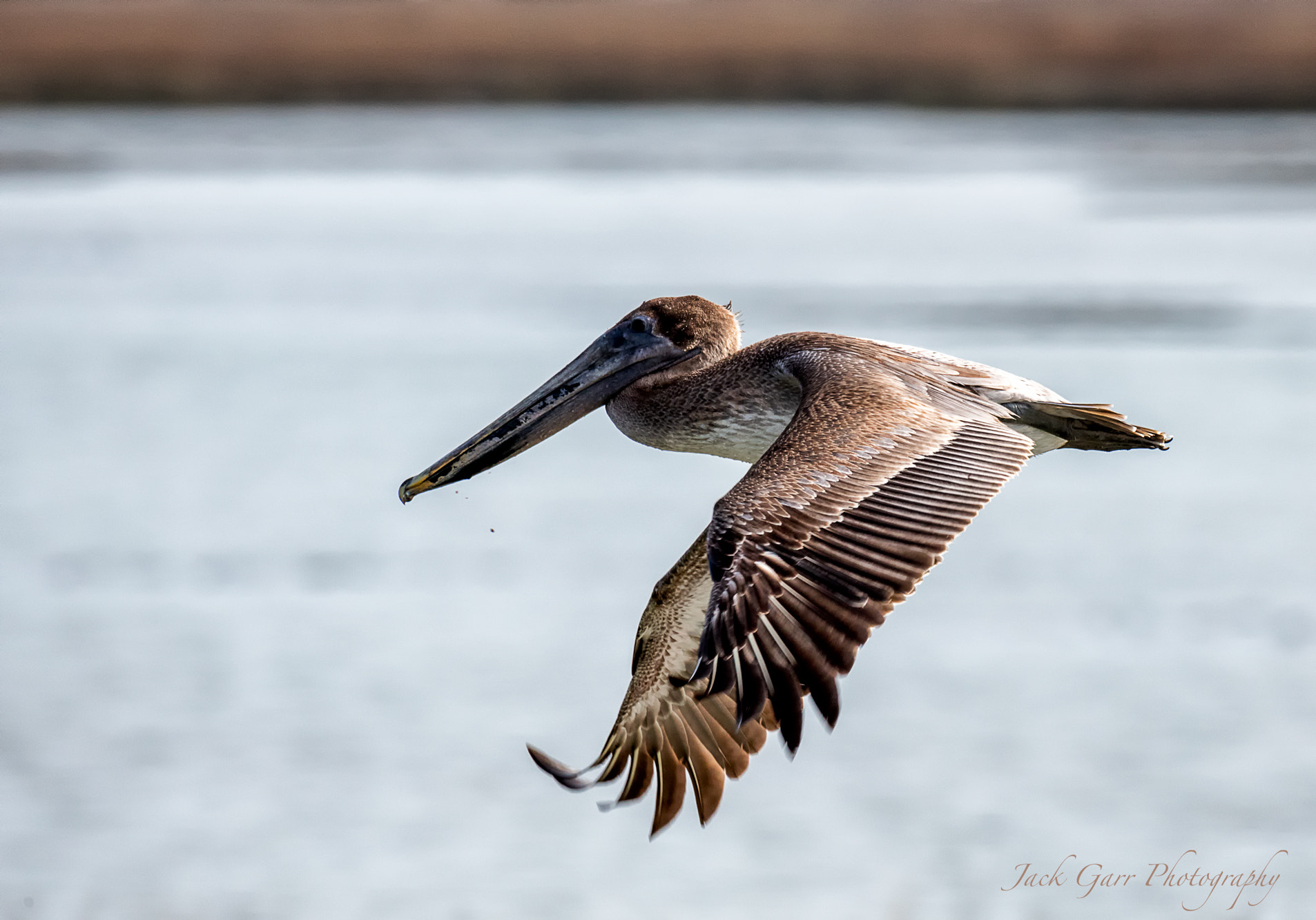 150-600mm F5-6.3 DG OS HSM | Sports 014 sample photo. Juvenile brown pelican in flight photography