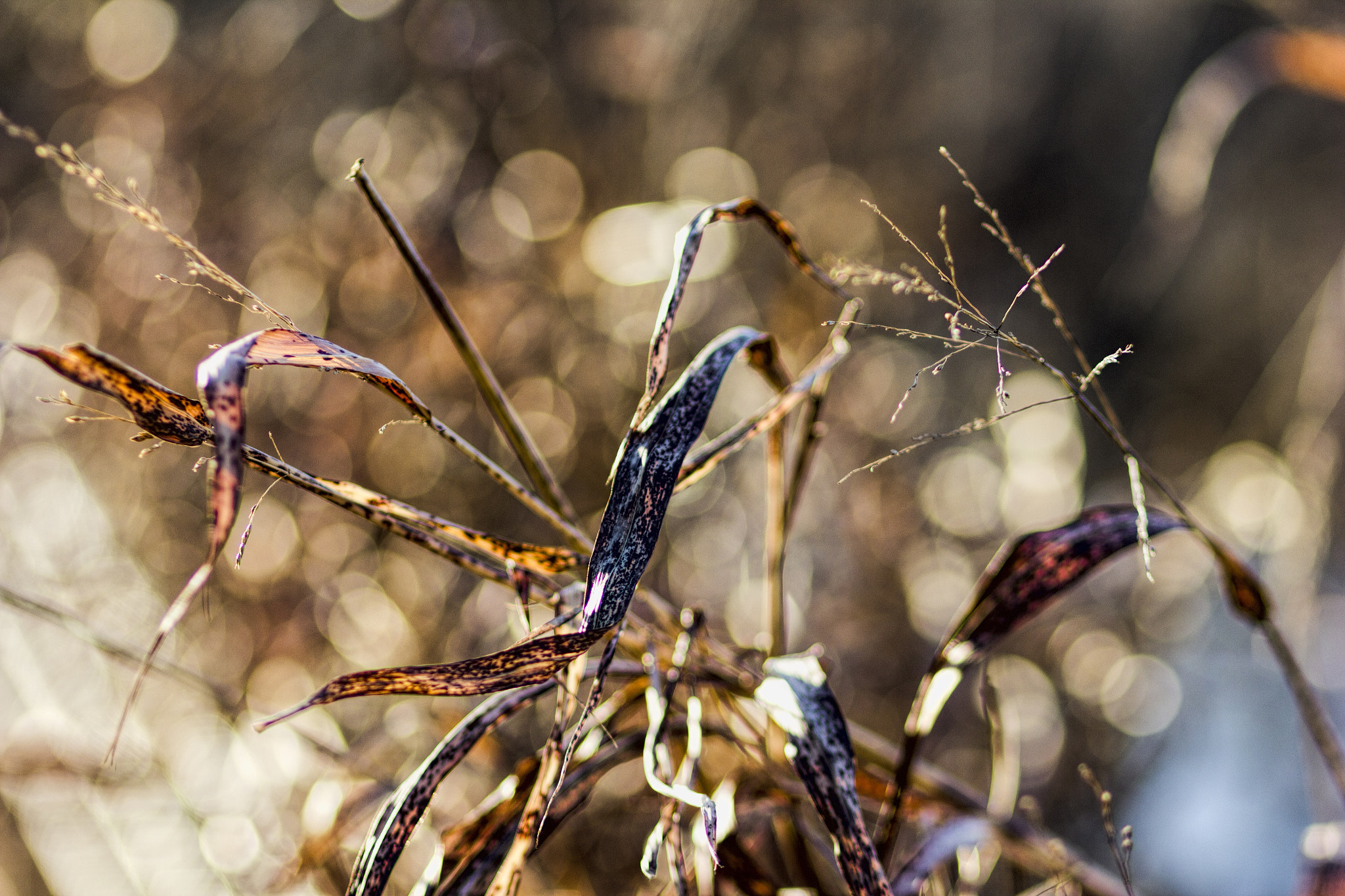 Canon EF 85mm F1.8 USM sample photo. Img photography