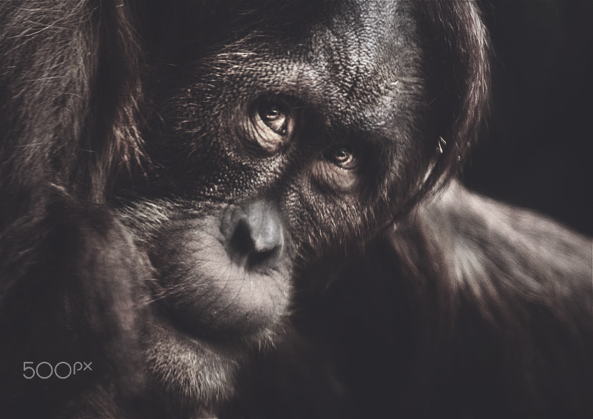 Nikon AF-S Nikkor 400mm F2.8G ED VR II sample photo. Dewi (sumatran orangutan) photography