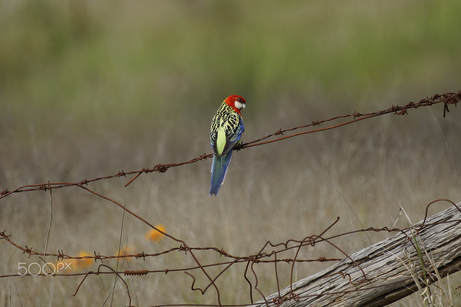 Sony SLT-A77 + Sony 70-400mm F4-5.6 G SSM sample photo. Eastern rosella (platycercus eximius) photography