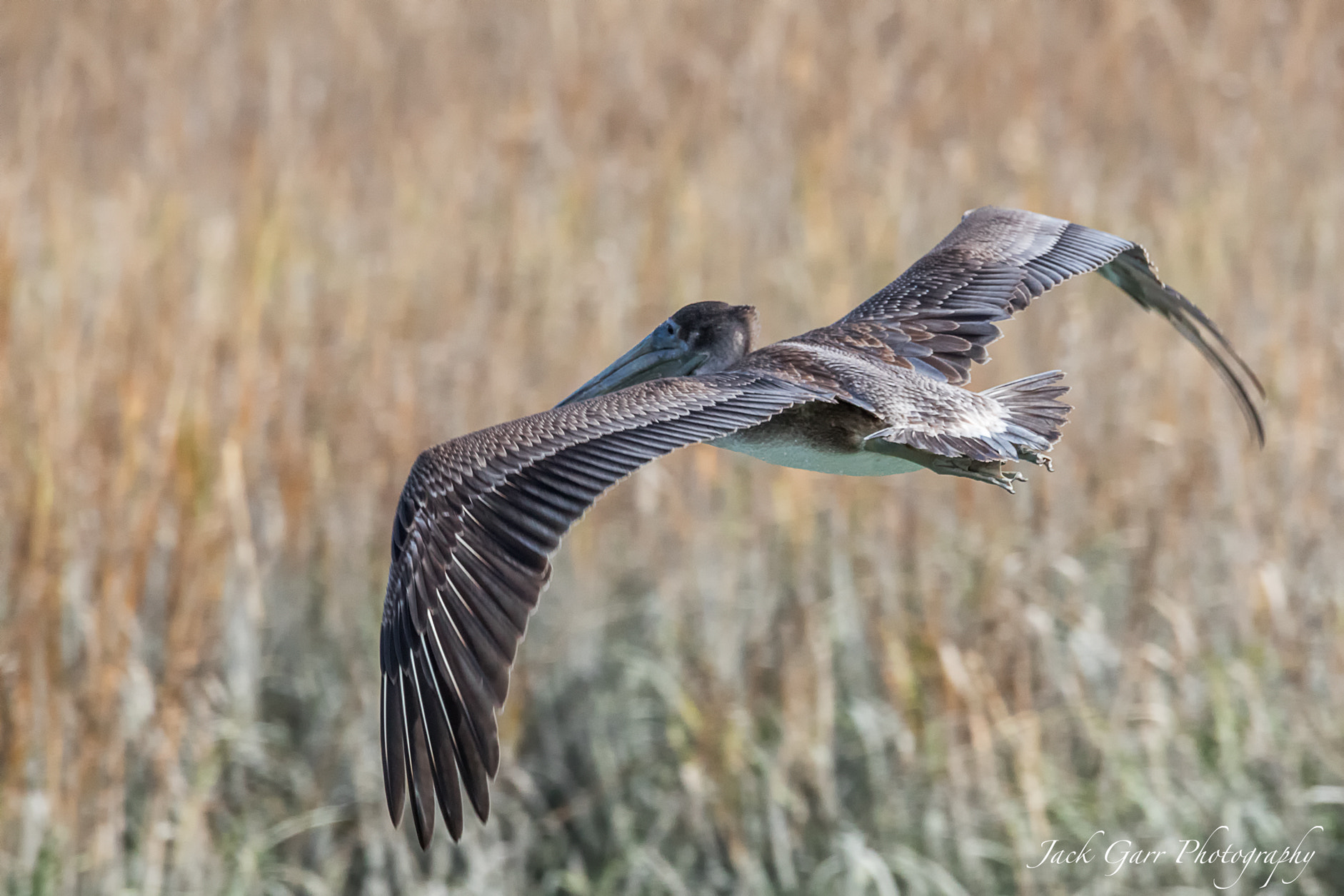 Canon EOS 5DS sample photo. Pelican flying over grasslands photography