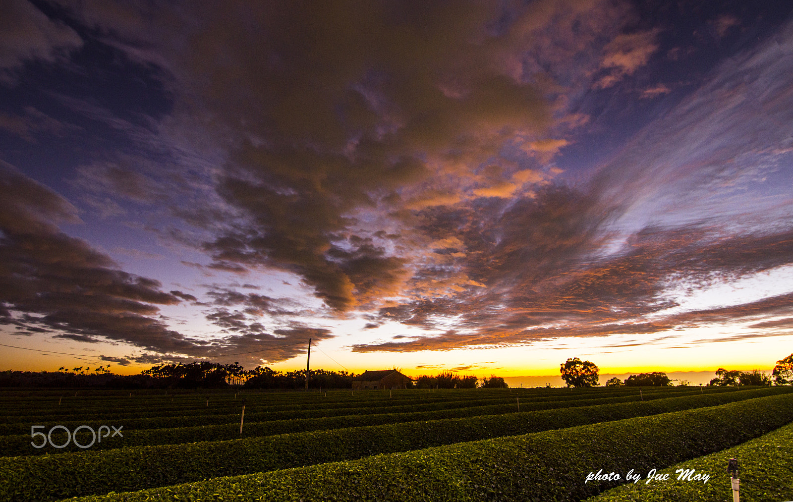 Sony SLT-A77 sample photo. 橫山茶園夕彩 photography