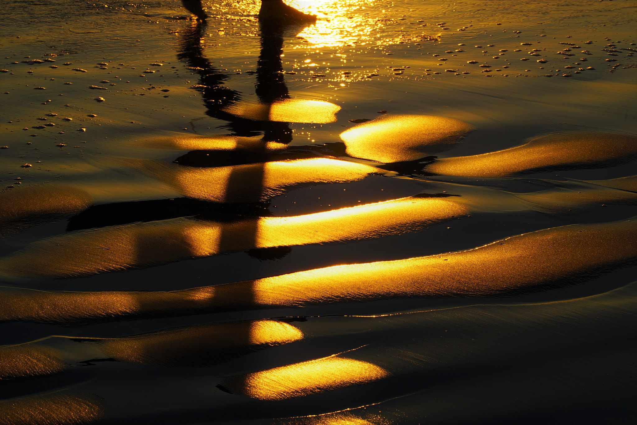 Sony Sonnar T* 135mm F1.8 ZA sample photo. Gold photography