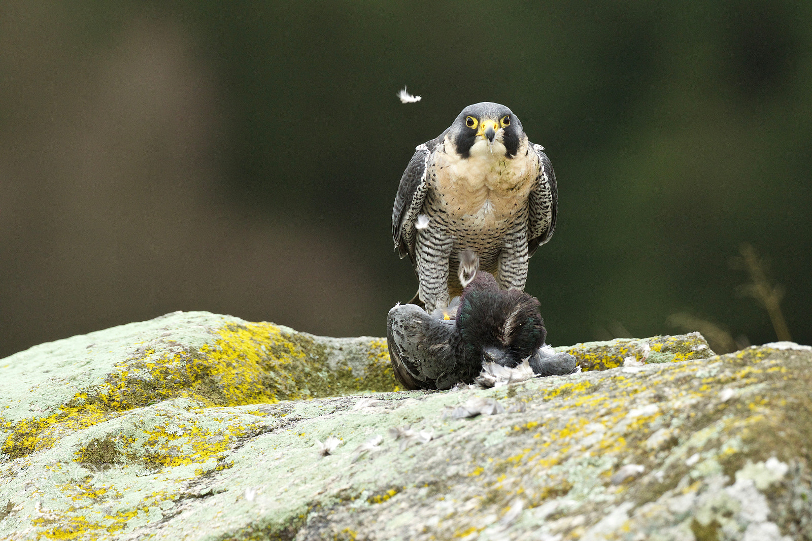 Canon EOS 7D Mark II + Canon EF 200-400mm F4L IS USM Extender 1.4x sample photo. Lunch photography