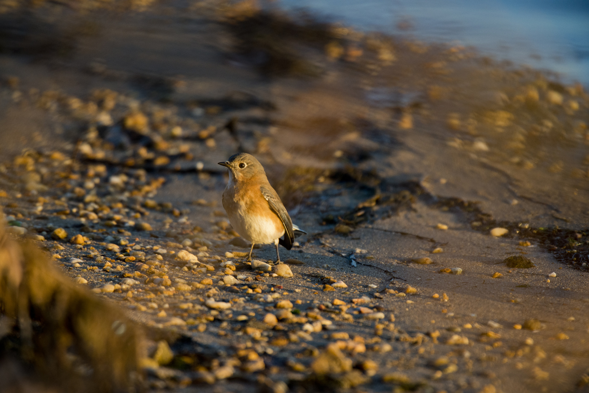 Nikon D800 sample photo. Lost on the beach photography