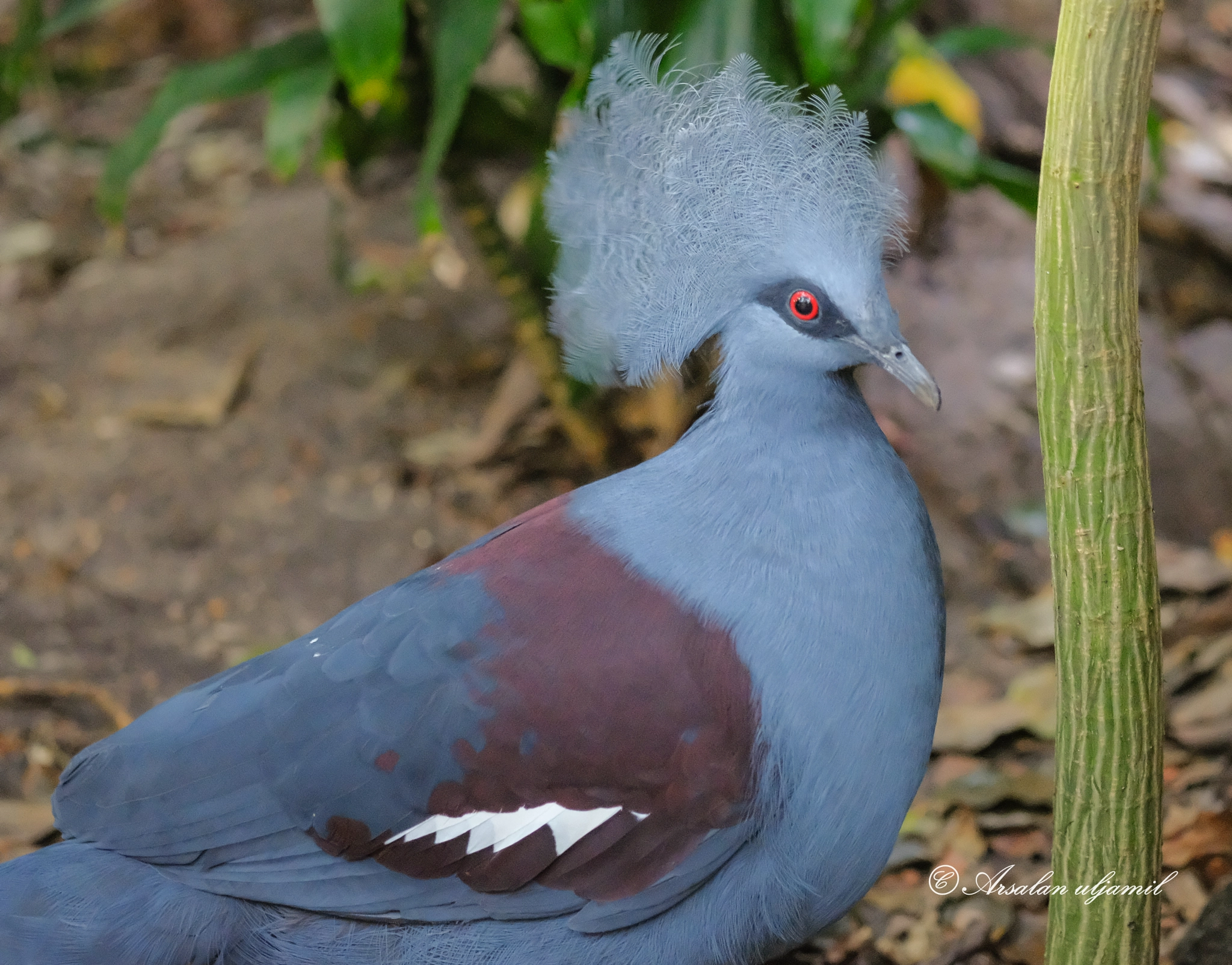 Fujifilm X-T2 + Fujifilm XF 60mm F2.4 R Macro sample photo. Victoria crowned pigeon photography