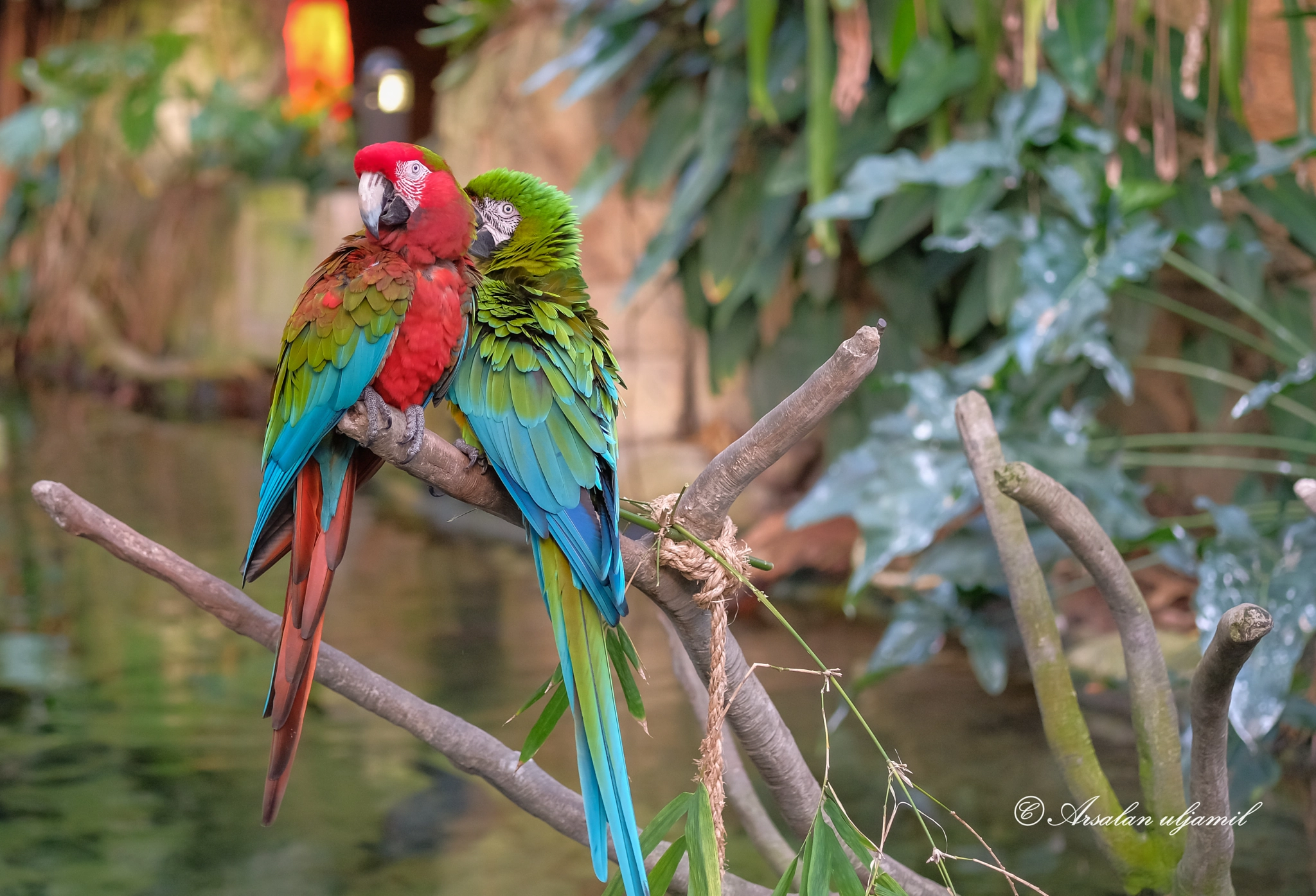 Fujifilm X-T2 + Fujifilm XF 60mm F2.4 R Macro sample photo. Macaws photography