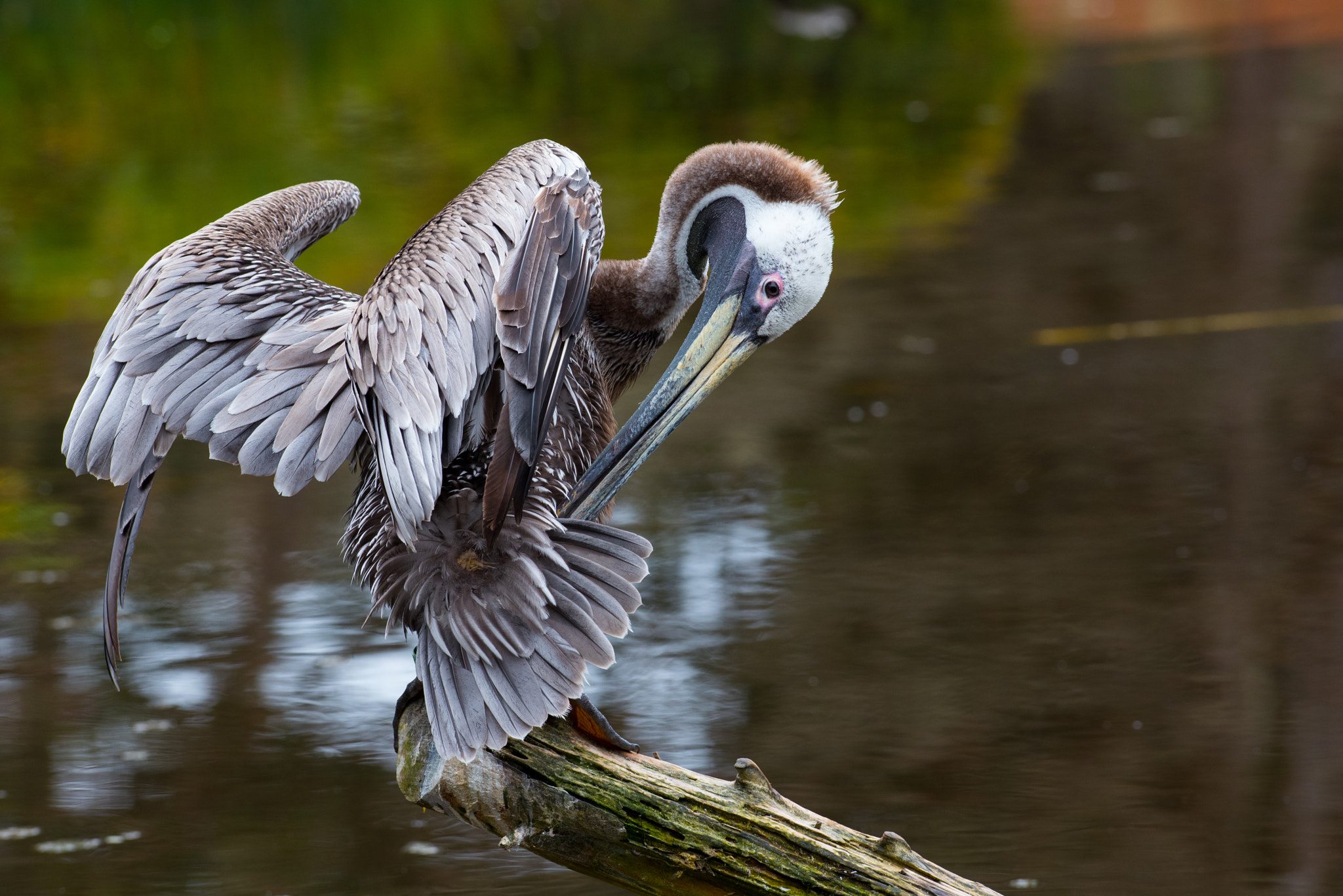 Nikon AF-S Nikkor 300mm F2.8G ED VR II sample photo. Preening time photography