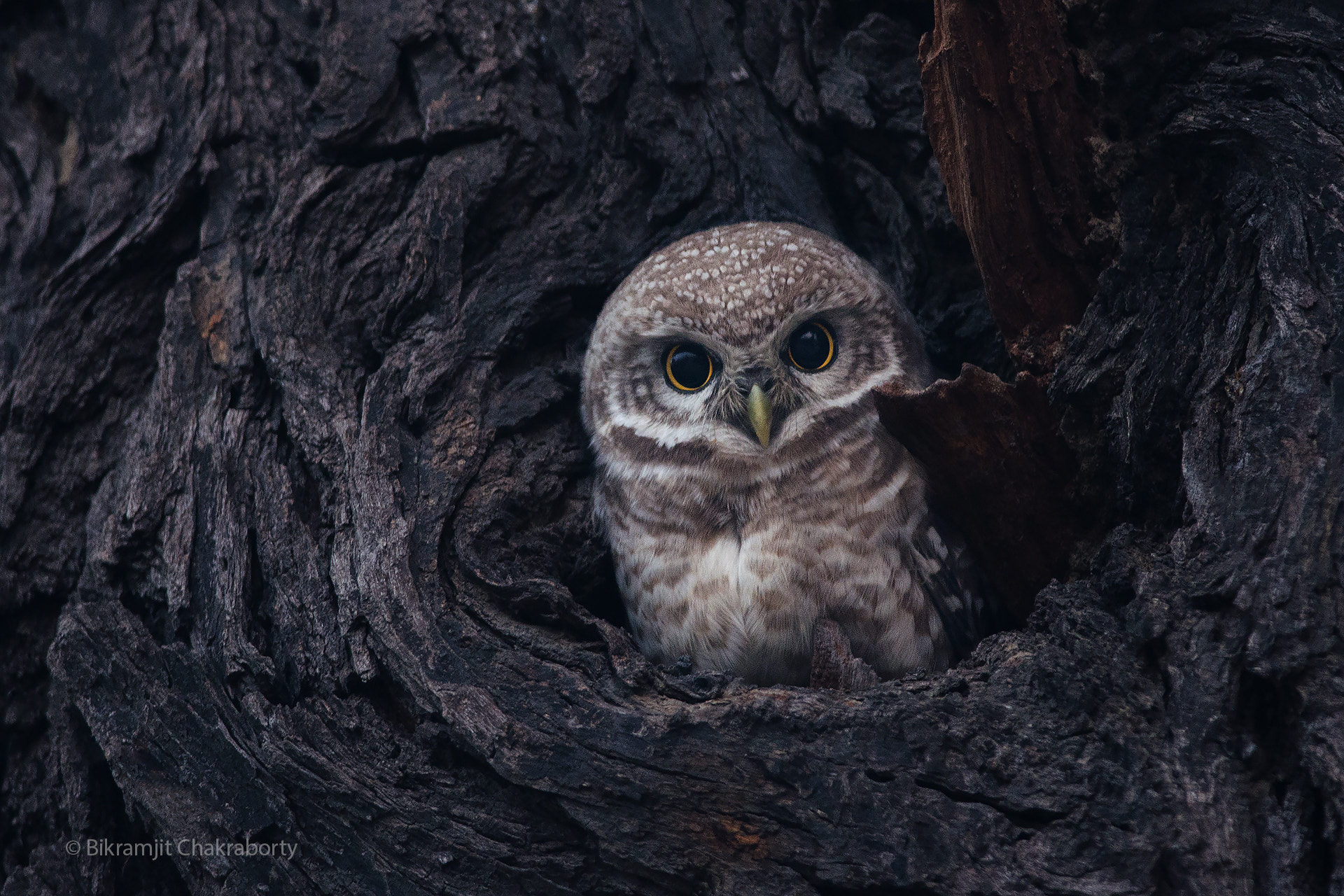 Nikon D7000 + Nikon AF-S Nikkor 300mm F4D ED-IF sample photo. Hypnotic eyes photography