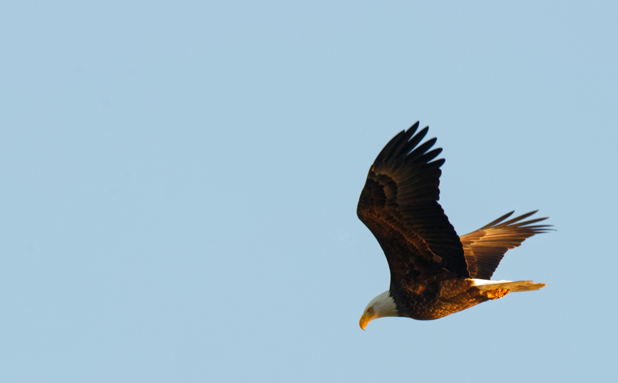 Nikon AF-S Nikkor 500mm F4G ED VR sample photo. On the lookout photography
