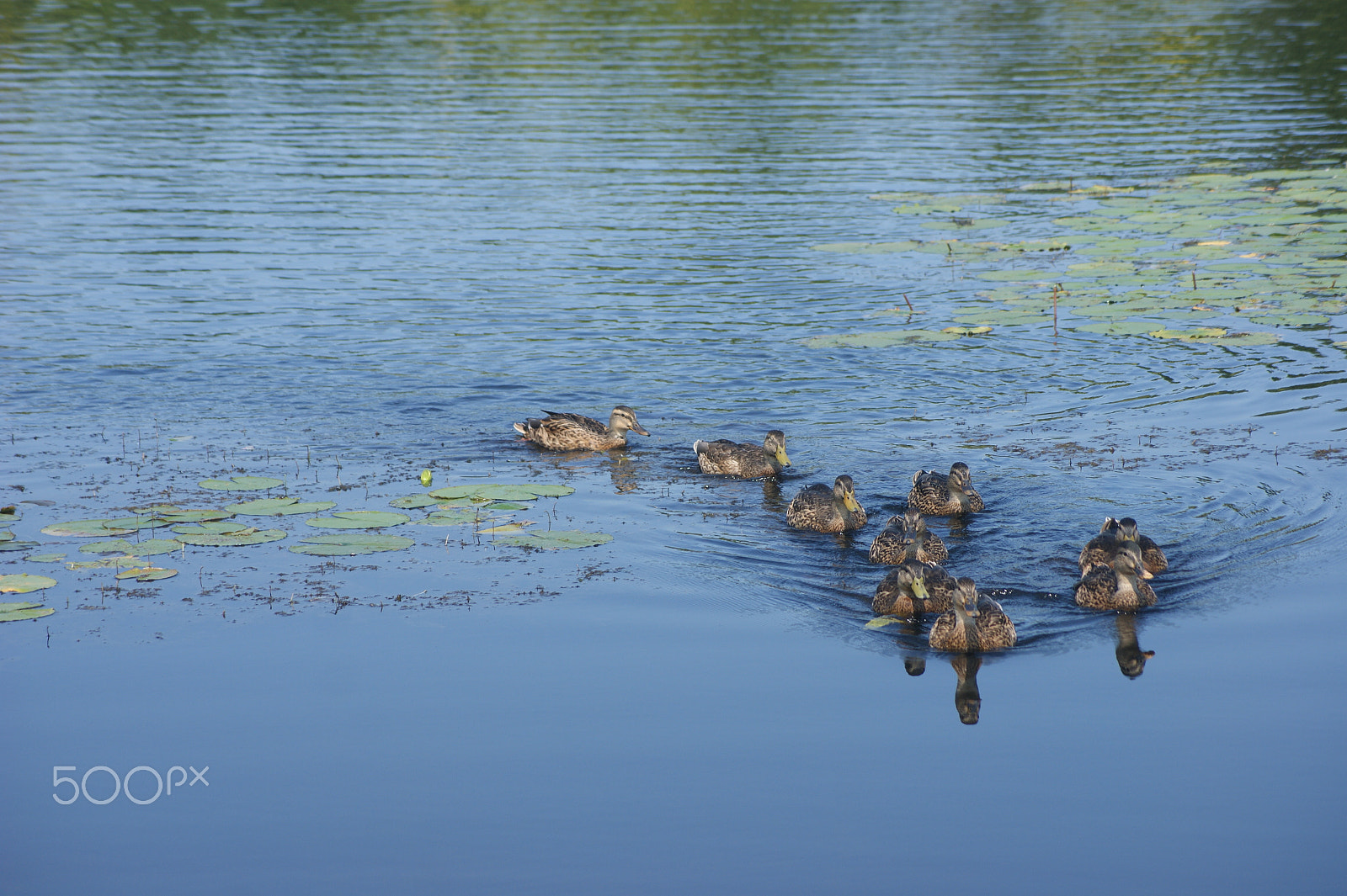 Sony Alpha DSLR-A390 sample photo. Ducks 1 photography