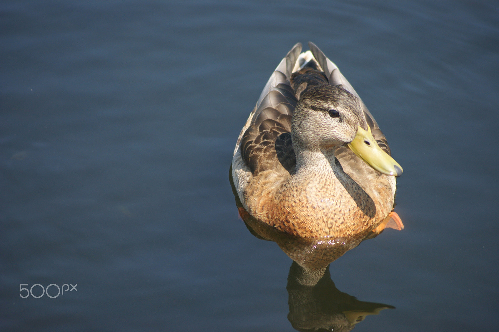 Sony Alpha DSLR-A390 sample photo. Ducks 2 photography