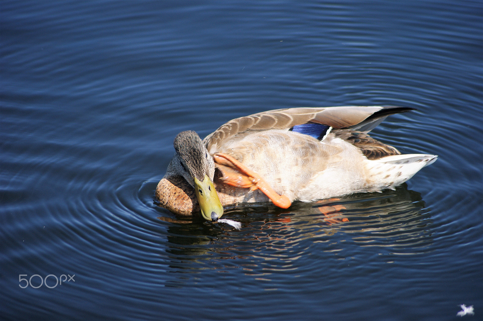 Sony Alpha DSLR-A390 + Sony DT 55-200mm F4-5.6 SAM sample photo. Ducks 3 photography