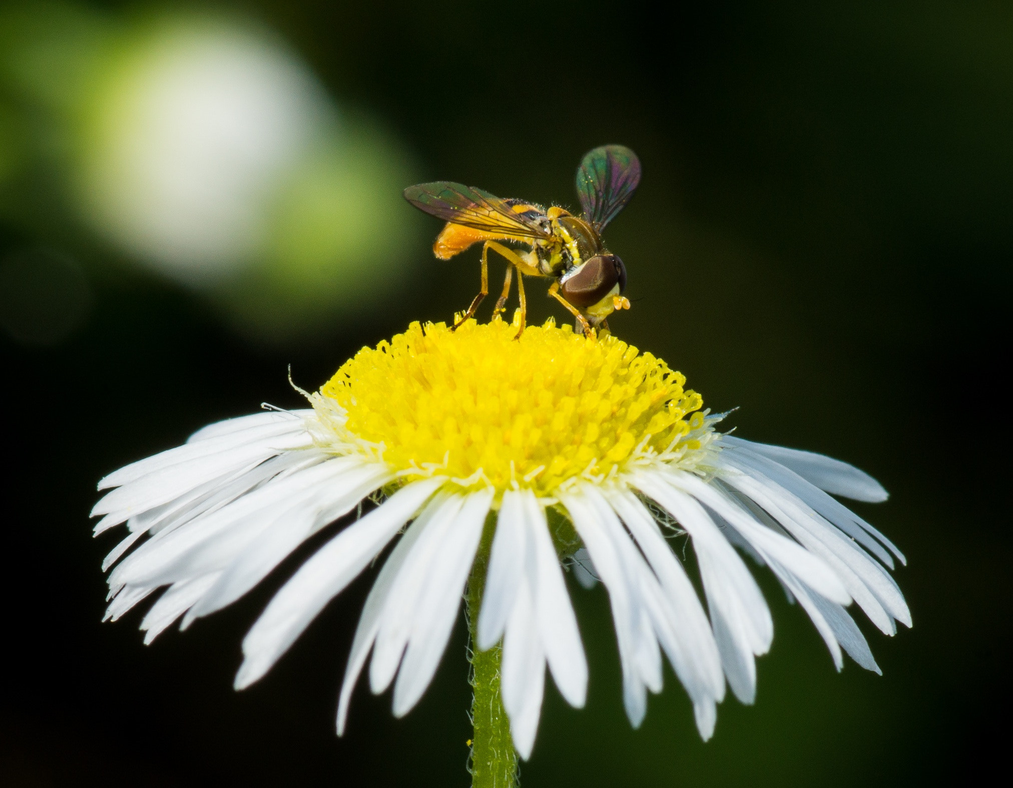 Sony SLT-A77 + Sony 100mm F2.8 Macro sample photo