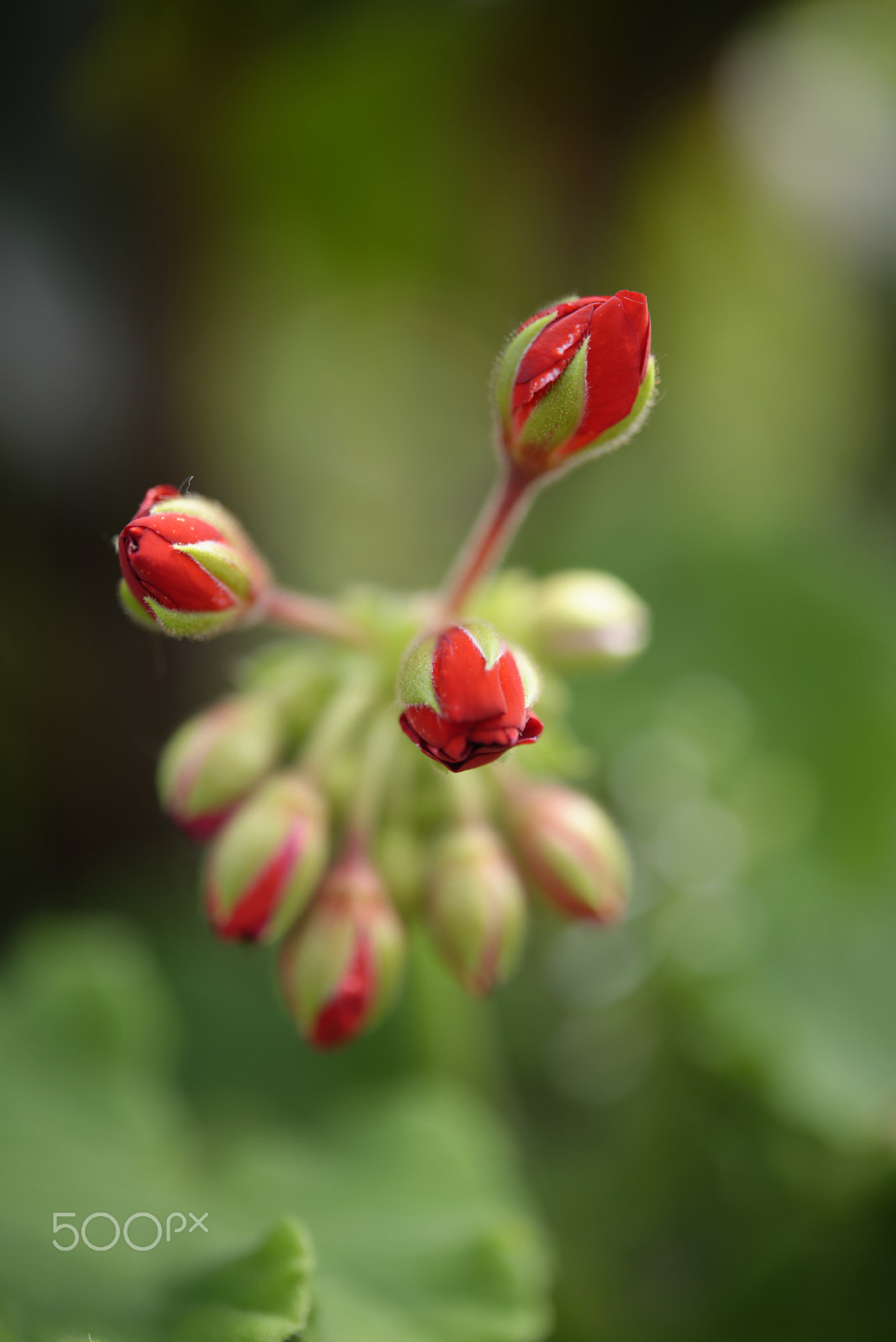 Nikon AF-S Micro-Nikkor 60mm F2.8G ED sample photo. Red flowers photography
