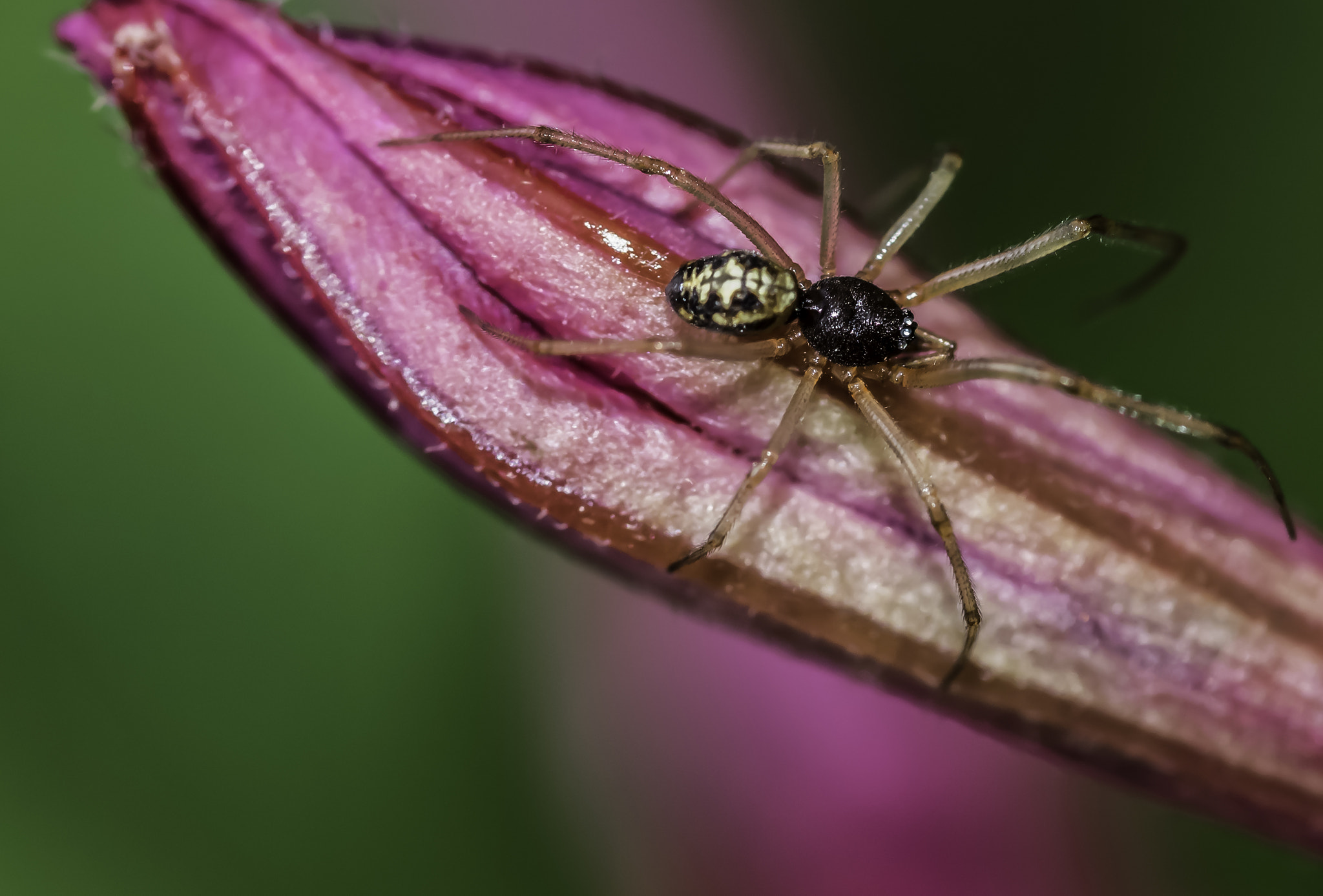 Nikon D5300 + Tokina AT-X Pro 100mm F2.8 Macro sample photo. Male steotoda triángulosa photography