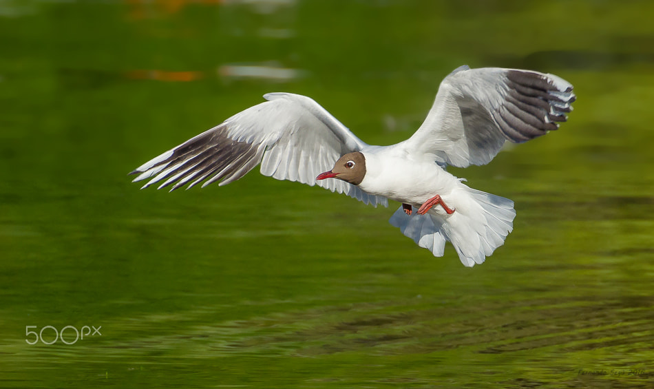 Nikon D7000 + Sigma 50-500mm F4.5-6.3 DG OS HSM sample photo. Brown hooded gull photography